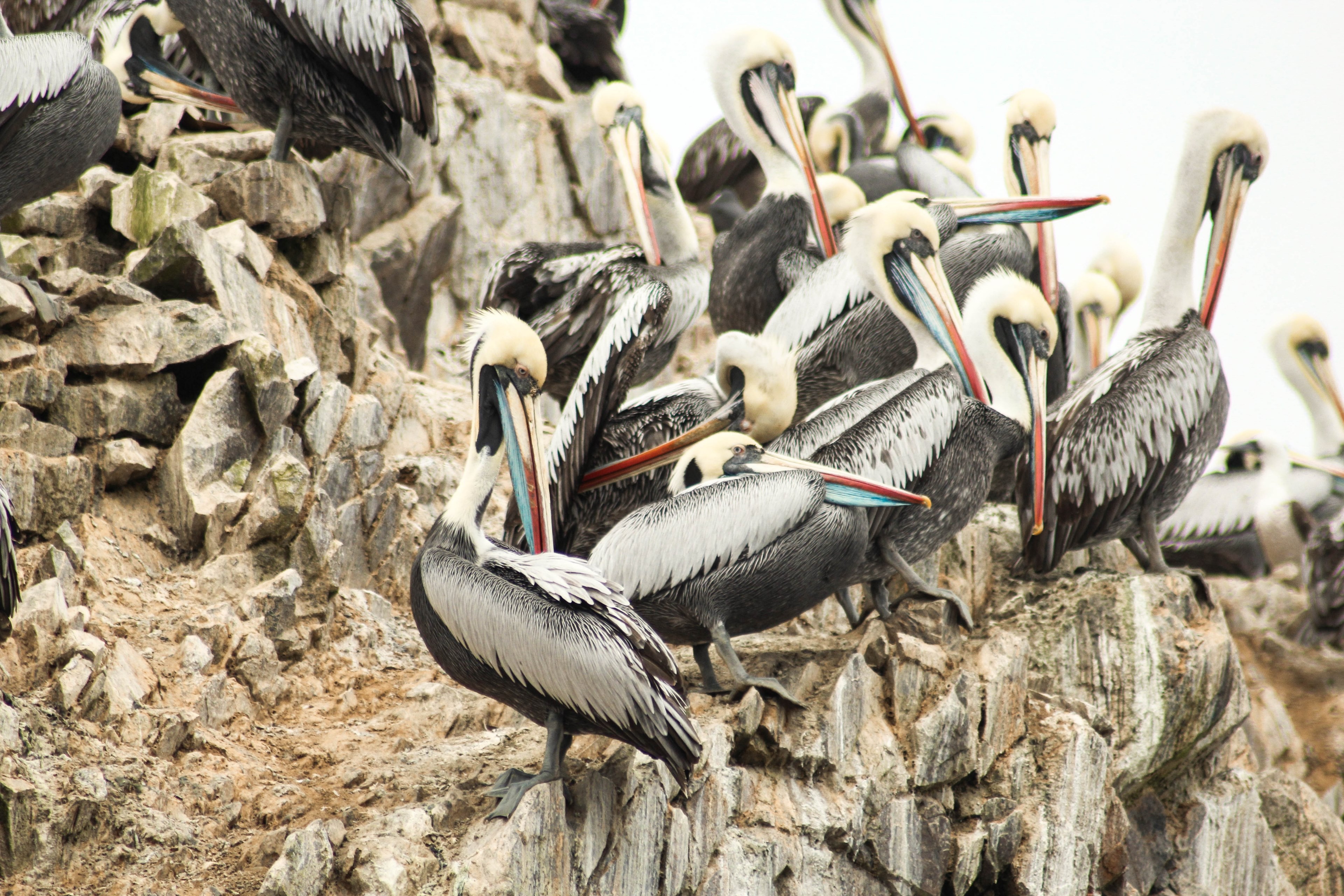 pelican bird rock and beak 4k, HD Wallpaper