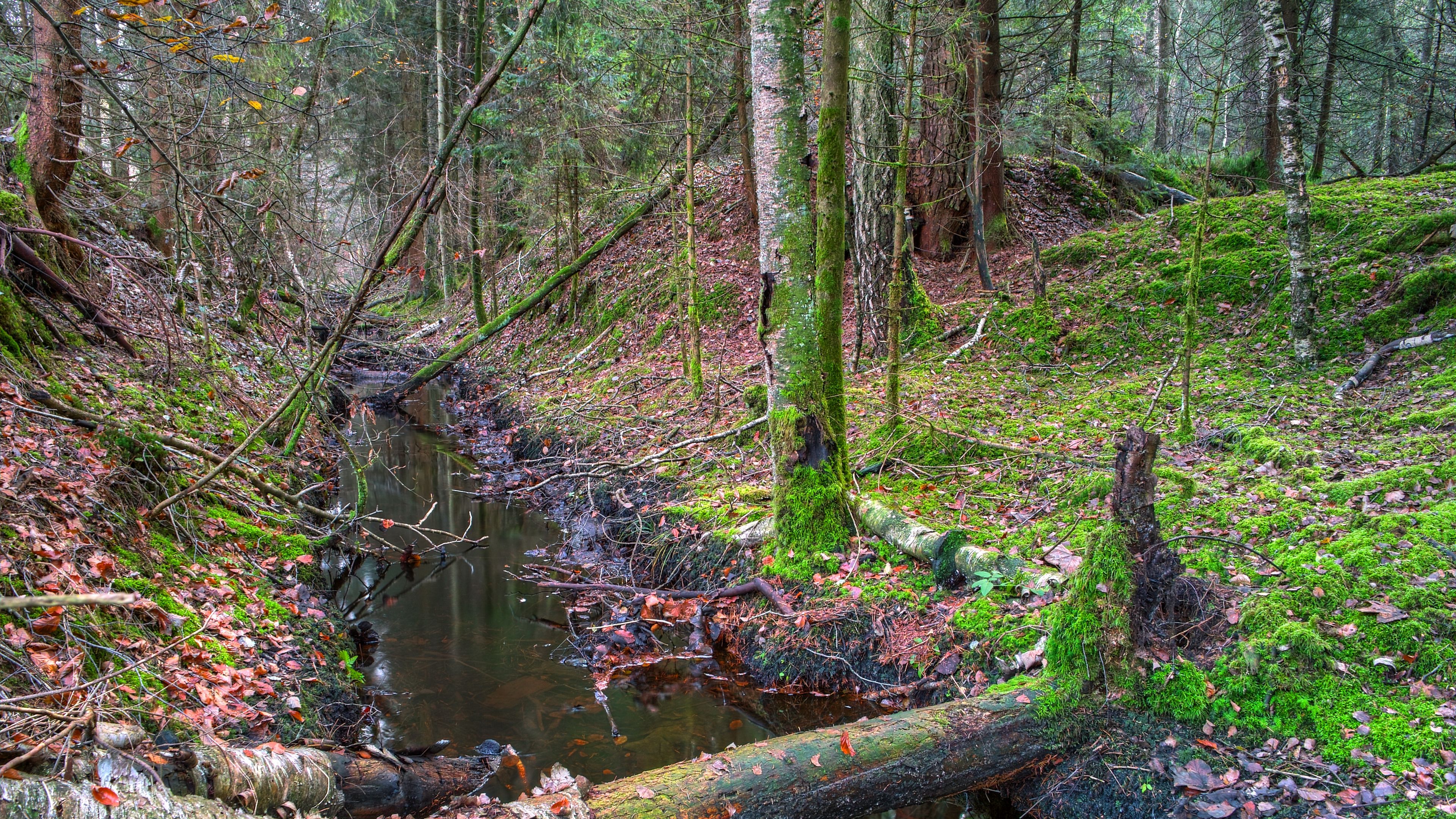 forest, ditch, trees, landscape, 4k, HD Wallpaper