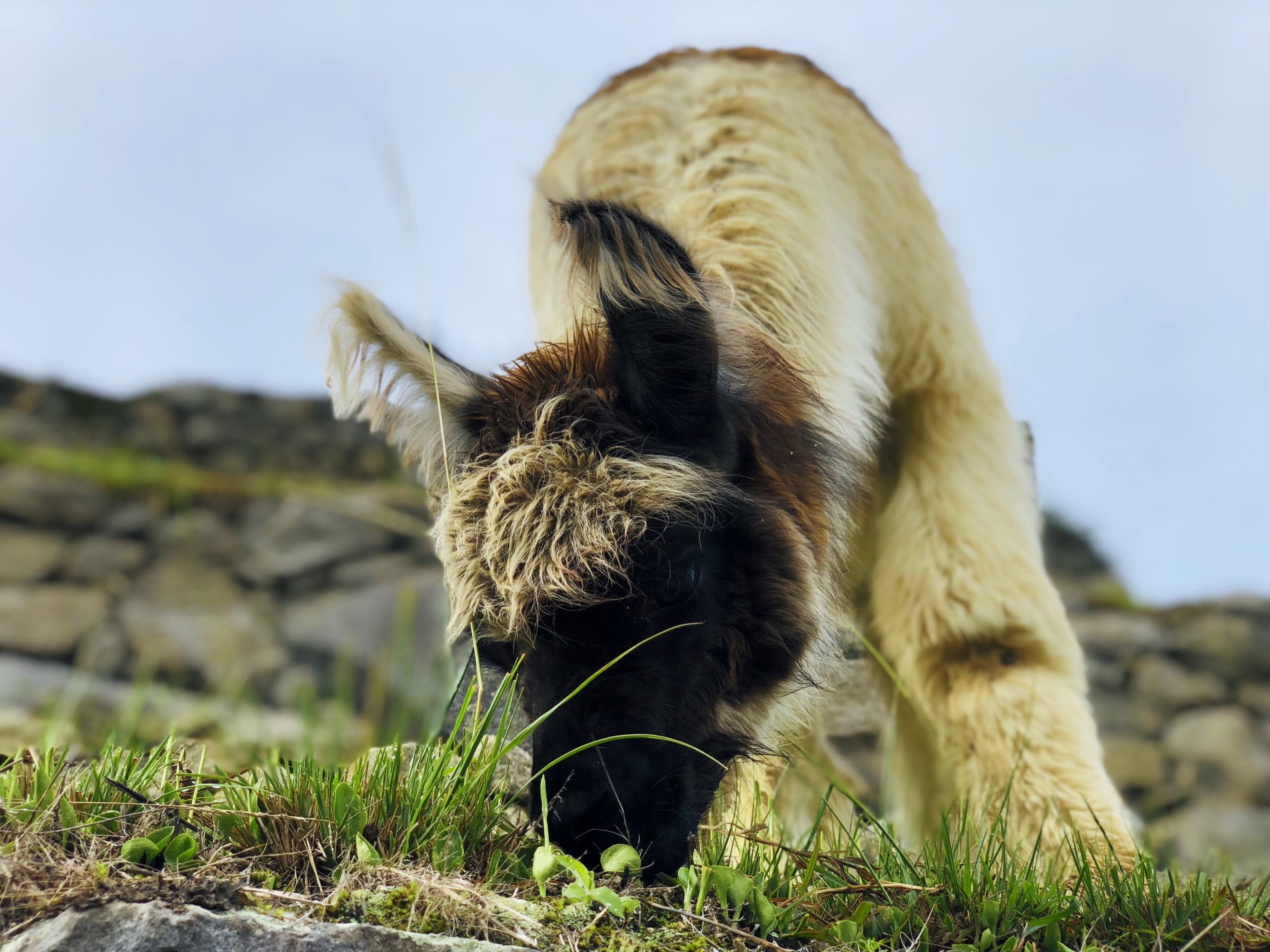 llama alpaca grass and grazing 4k, HD Wallpaper