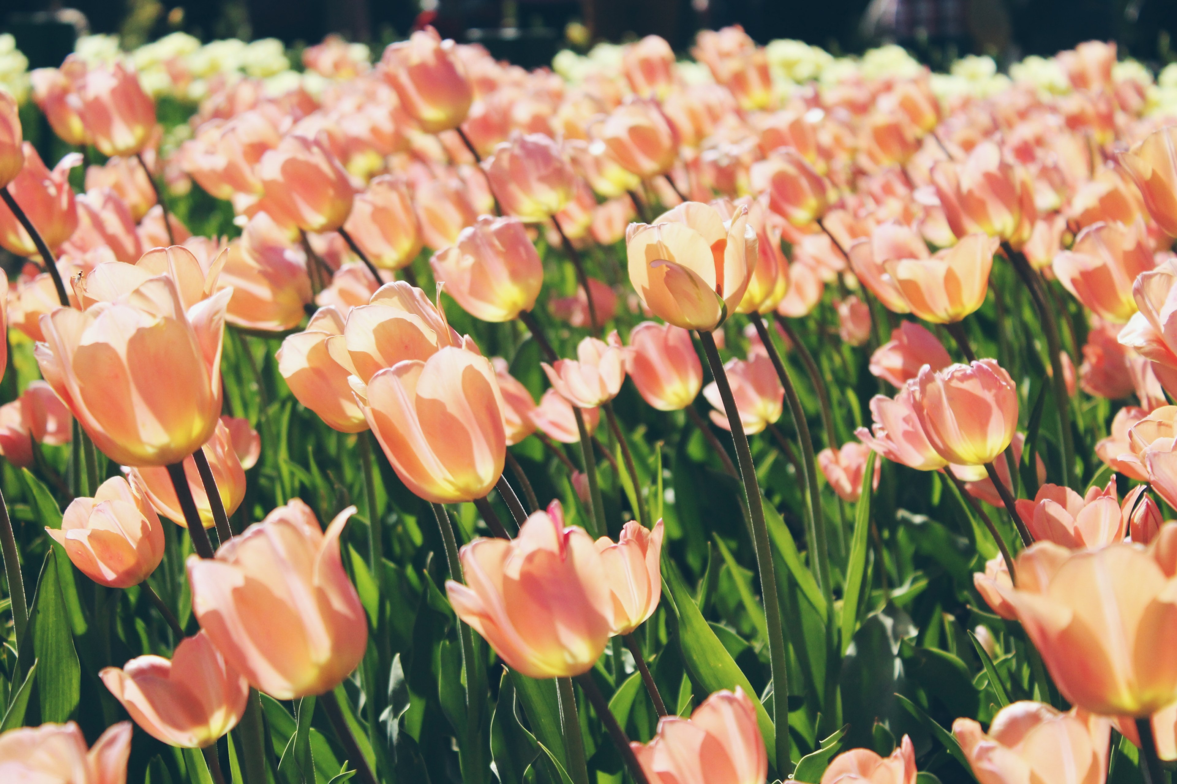 a large grouping of light red tulips in sunlight, sunlit tulips 4k, HD Wallpaper