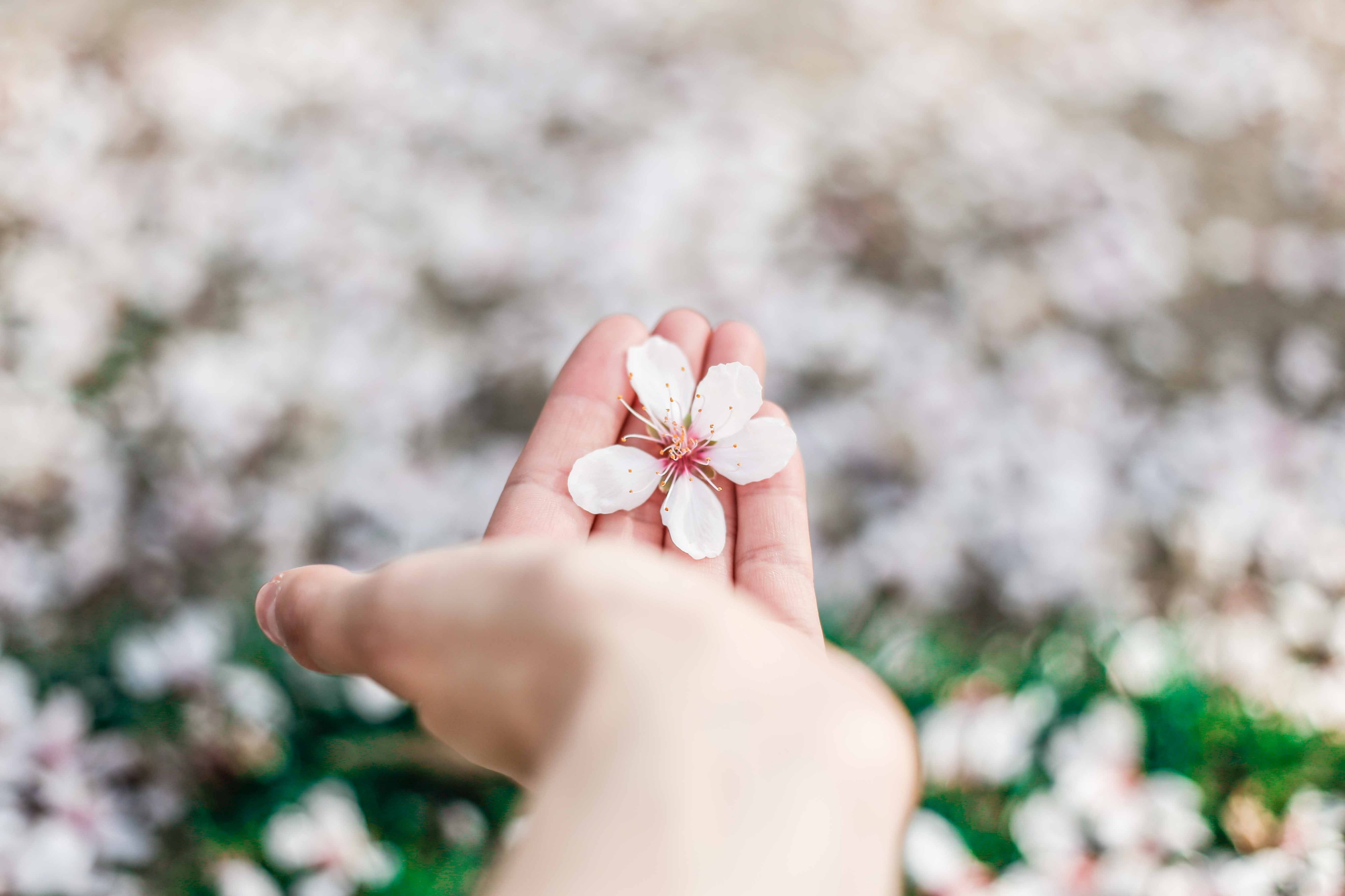 hand holding cherry blossom with blossom on grass lawn below madrid, cherry blossom madrid 4k, HD Wallpaper