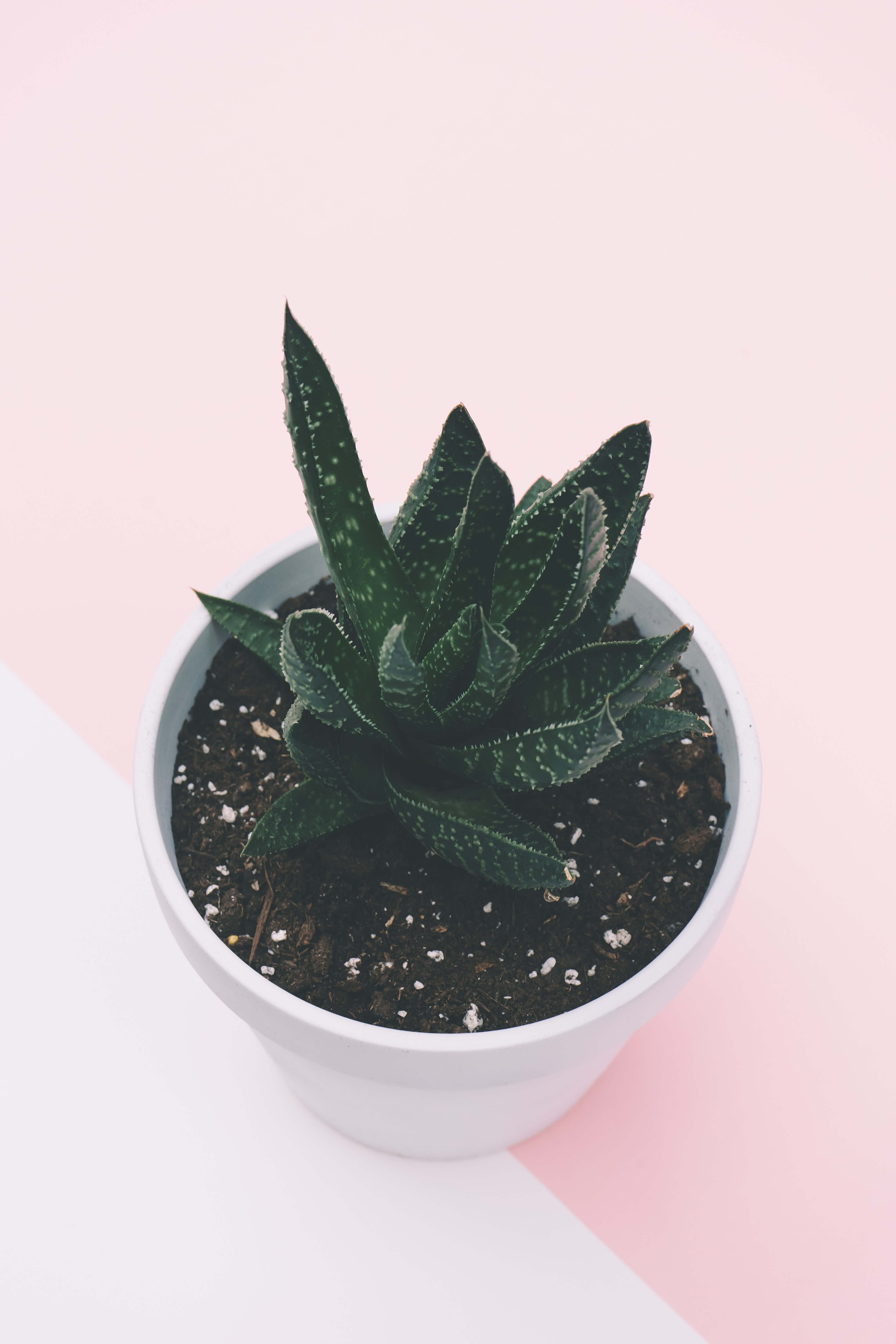 succulent plant soil and green hd, 4k, Phone HD Wallpaper