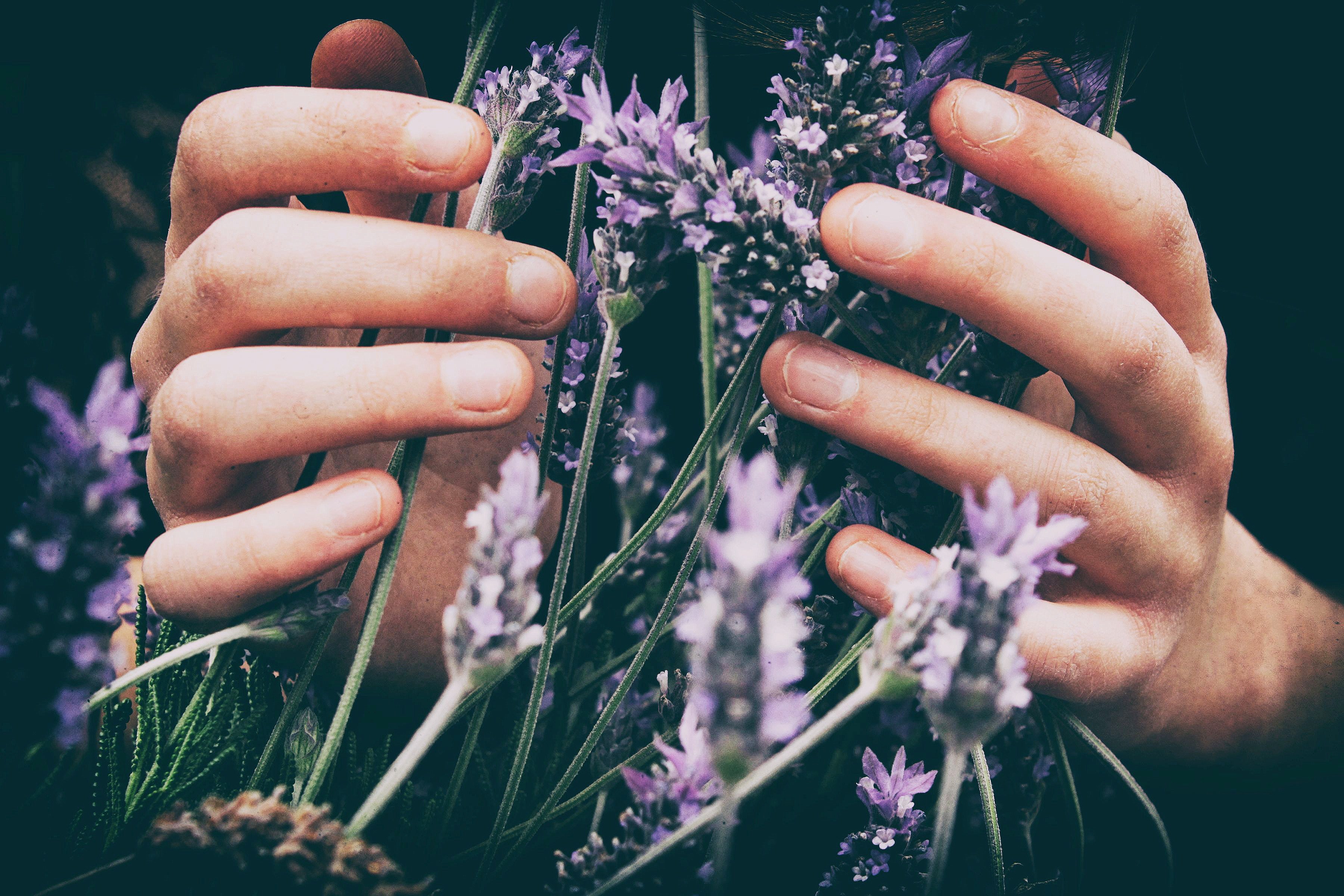 close up of a persons hands touching wild lavender flowers, lavender fields 4k, HD Wallpaper