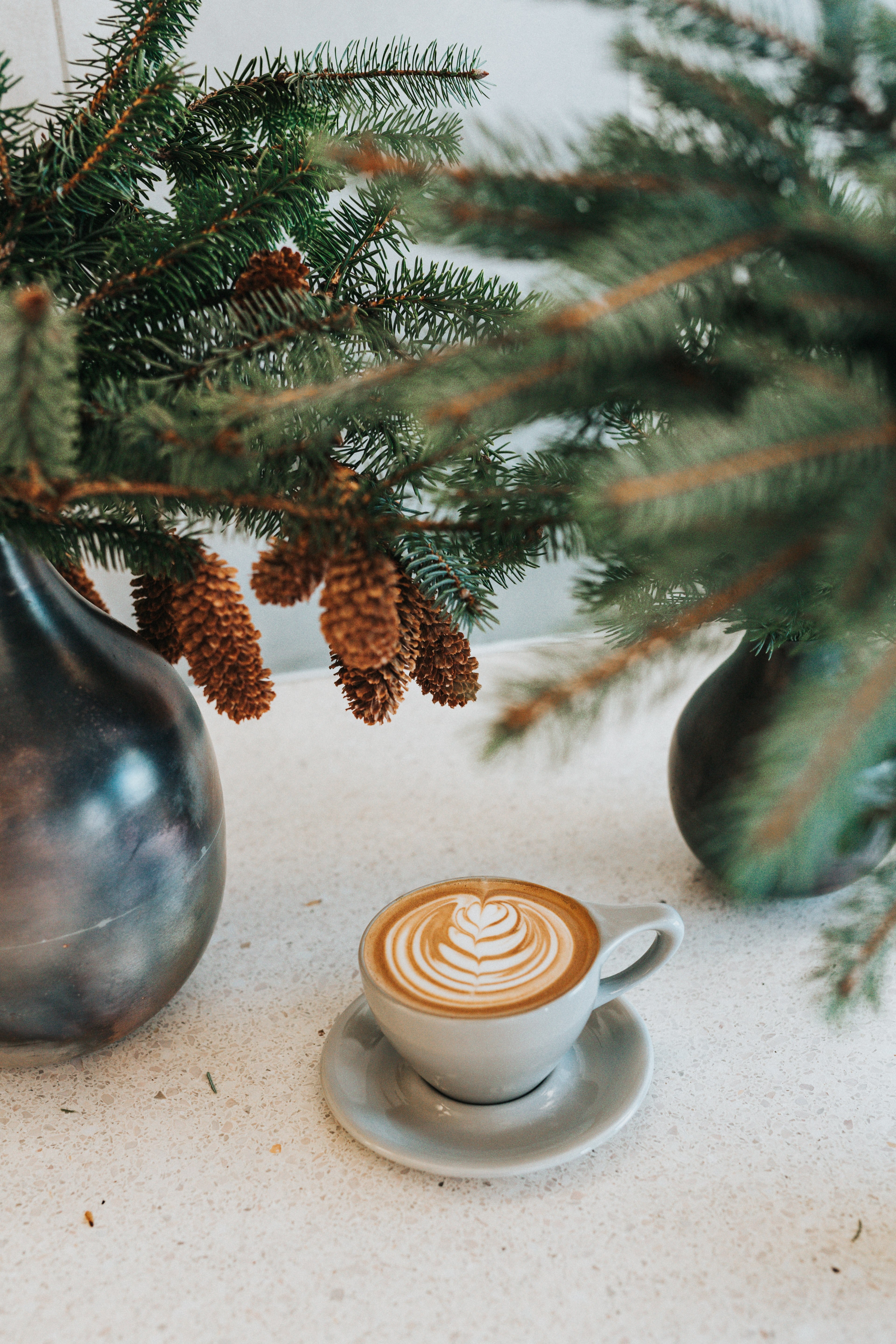 foliage pine cone tree and drink hd, 4k, Phone HD Wallpaper