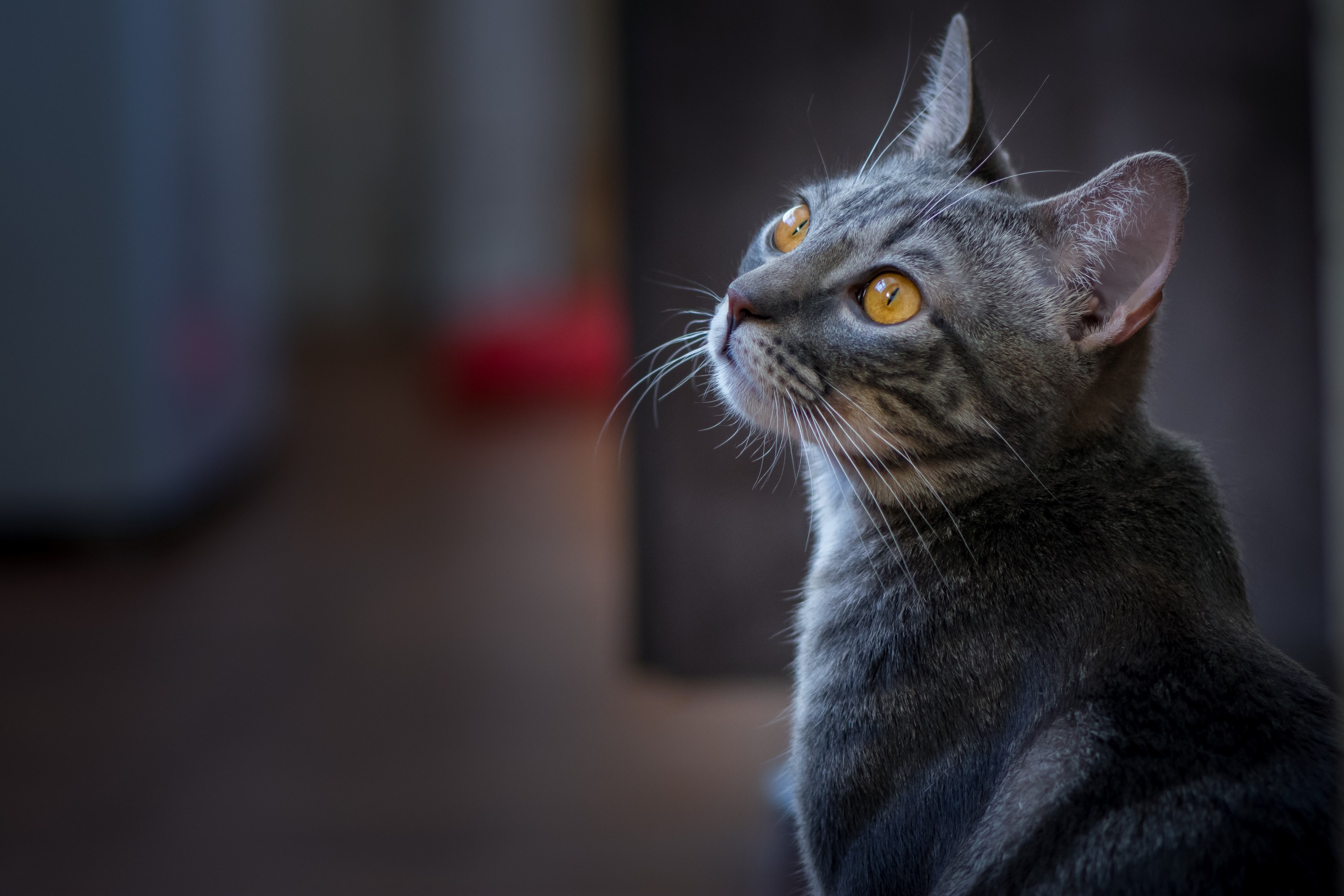 daydreaming 4k, HD Wallpaper