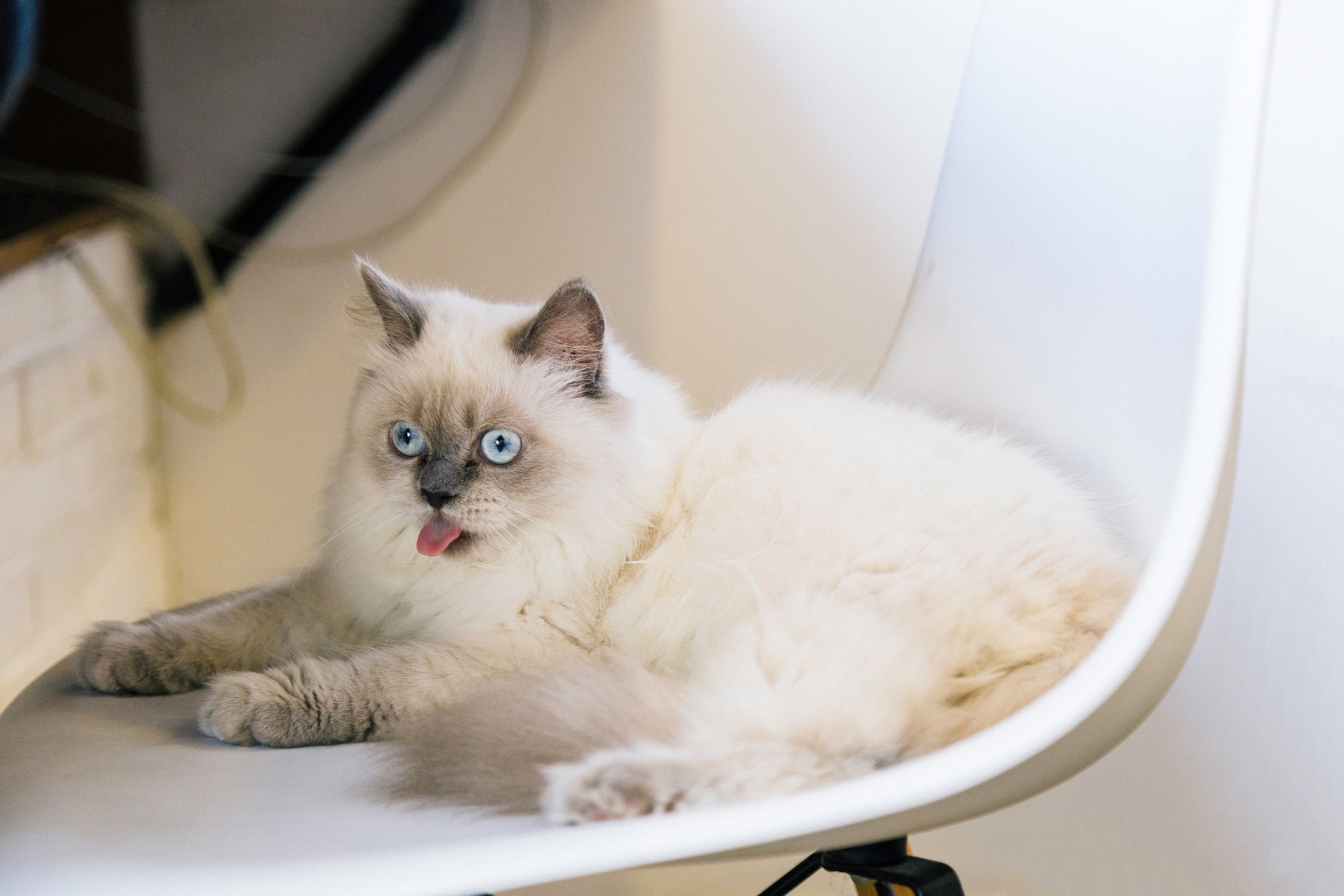 canon 6d tranmautritam cute and blue eye 4k, HD Wallpaper