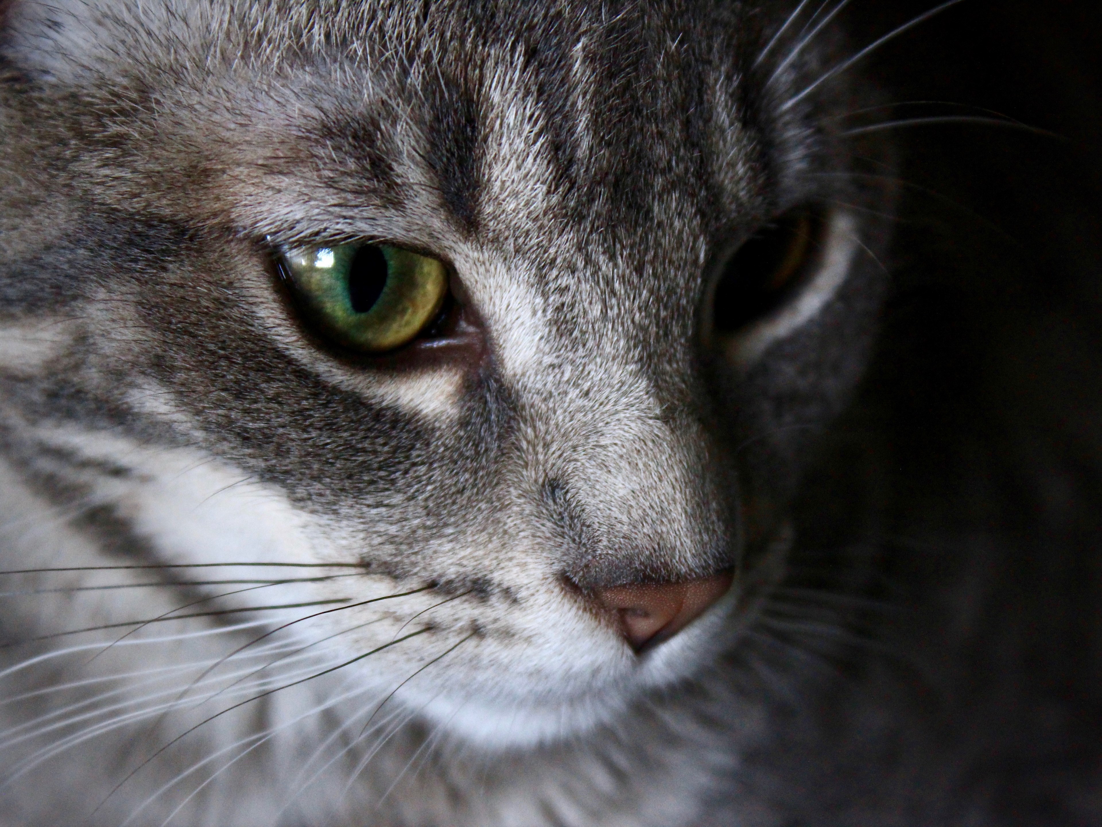fur portrait close up and tabby 4k, HD Wallpaper