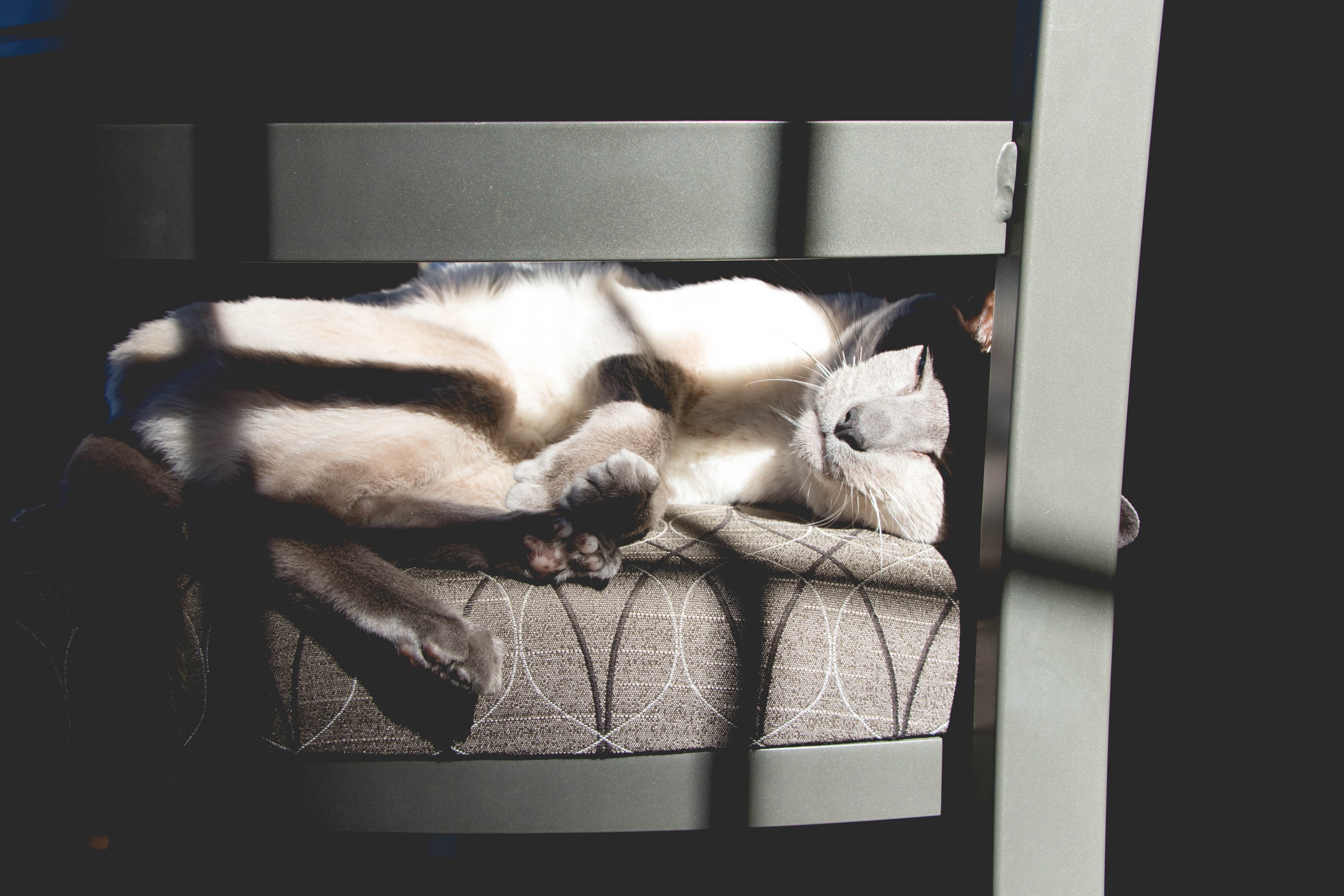 cat feline pet and chair 4k, HD Wallpaper