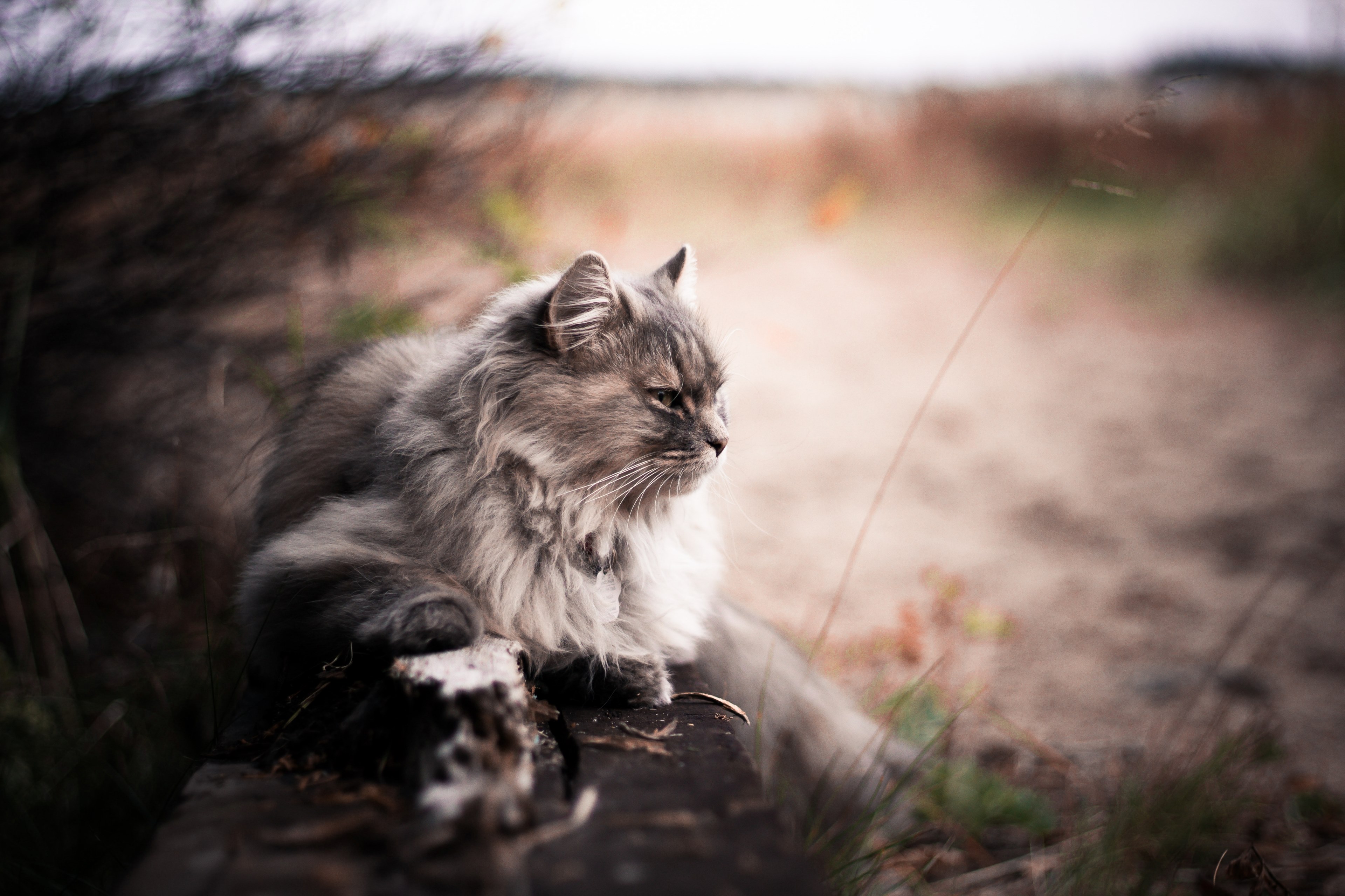 cat feline pet and tabby 4k, HD Wallpaper