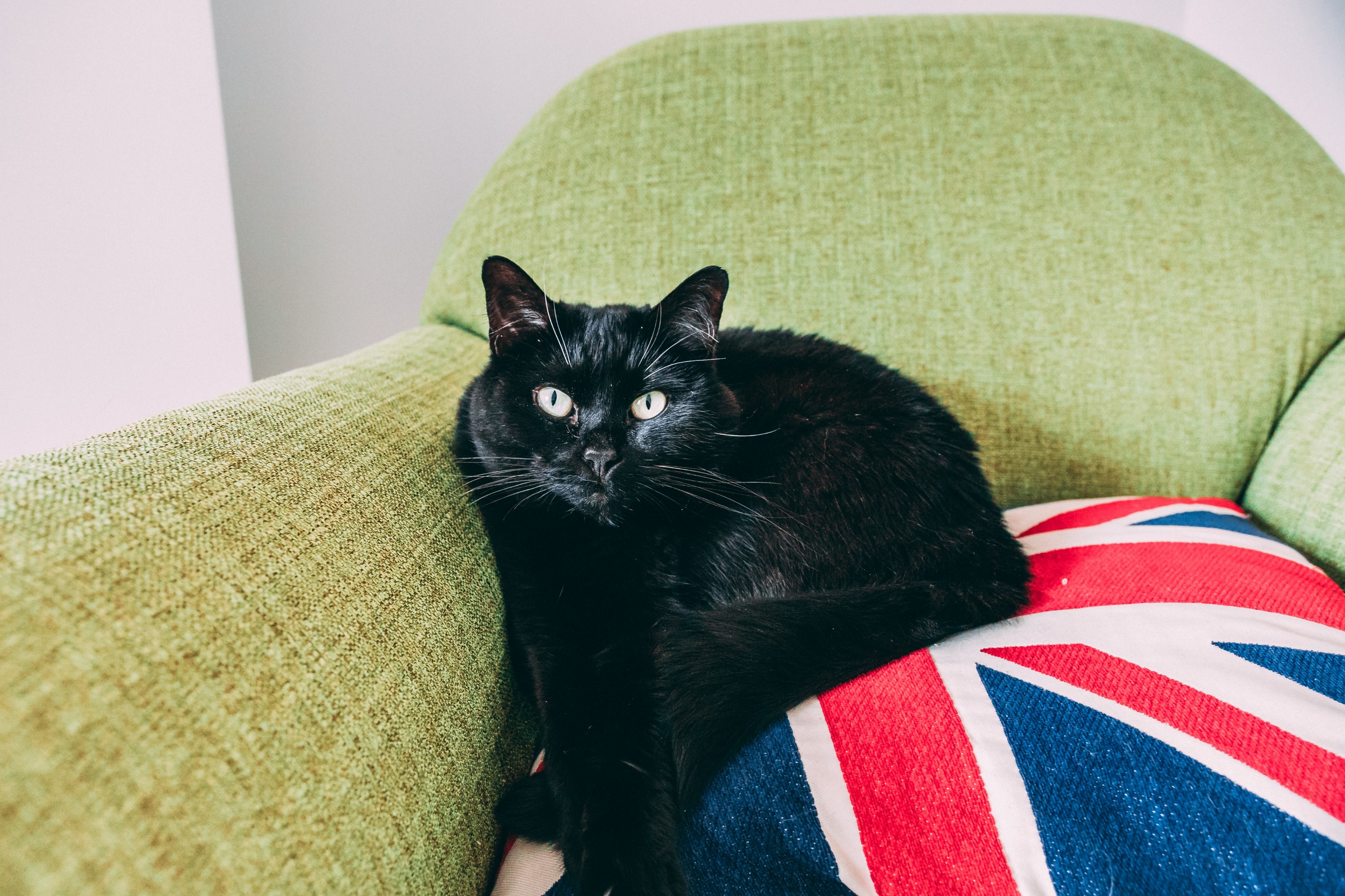 cat pet chair and cushion 4k, HD Wallpaper