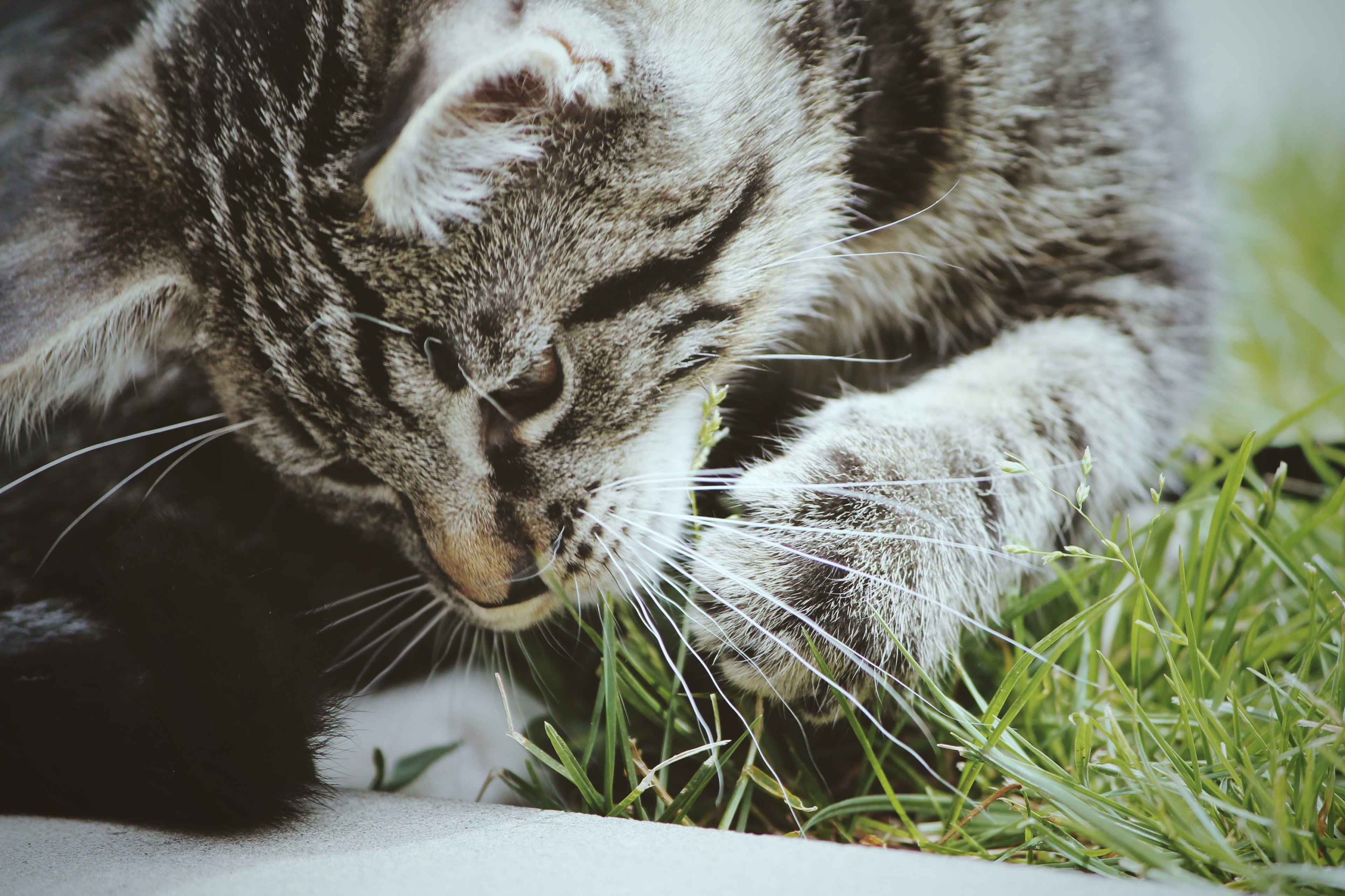 claw eye whisker and mammal 4k, HD Wallpaper