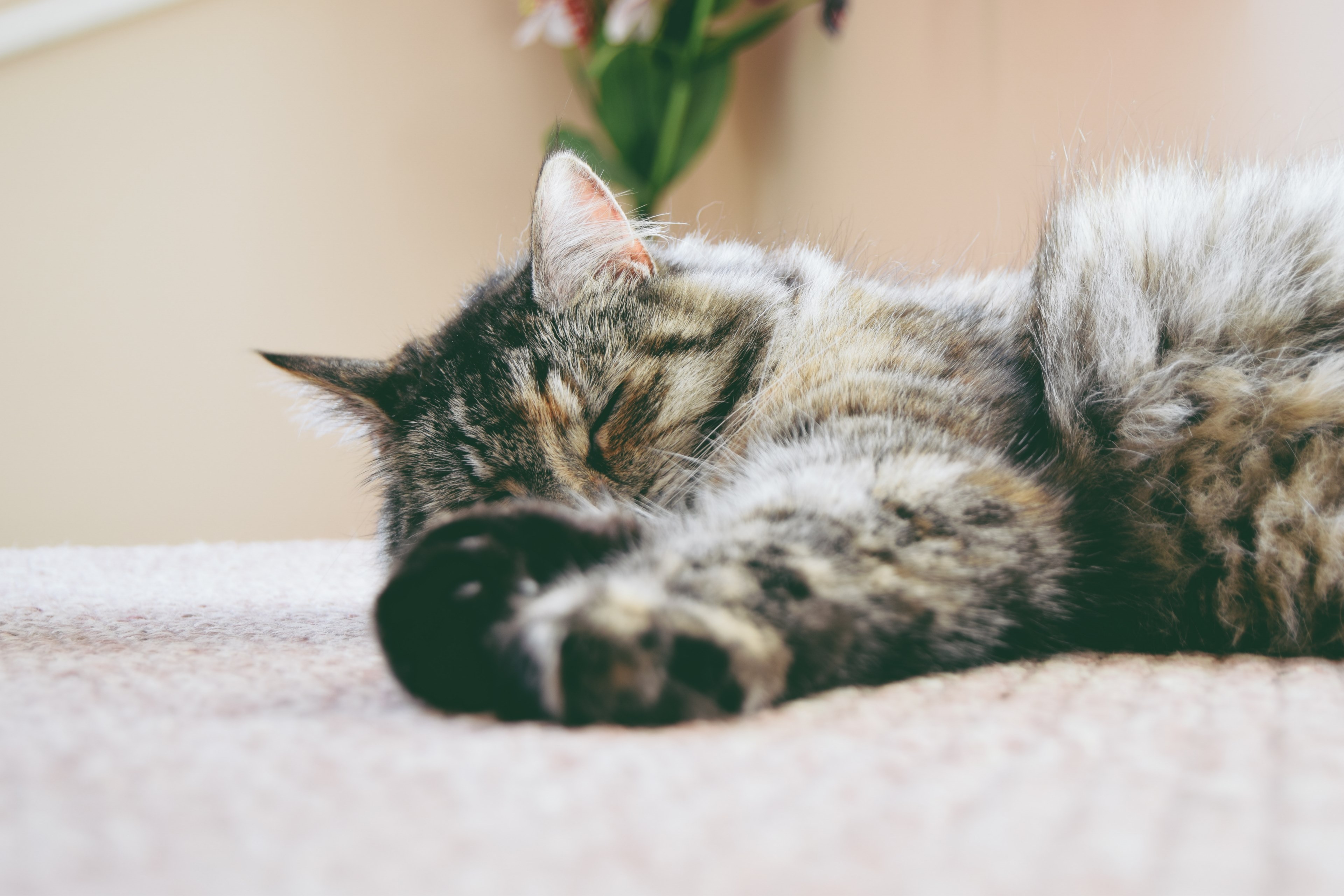 close up of a long haired cat sleeping on the carpet, fast asleep 4k, HD Wallpaper