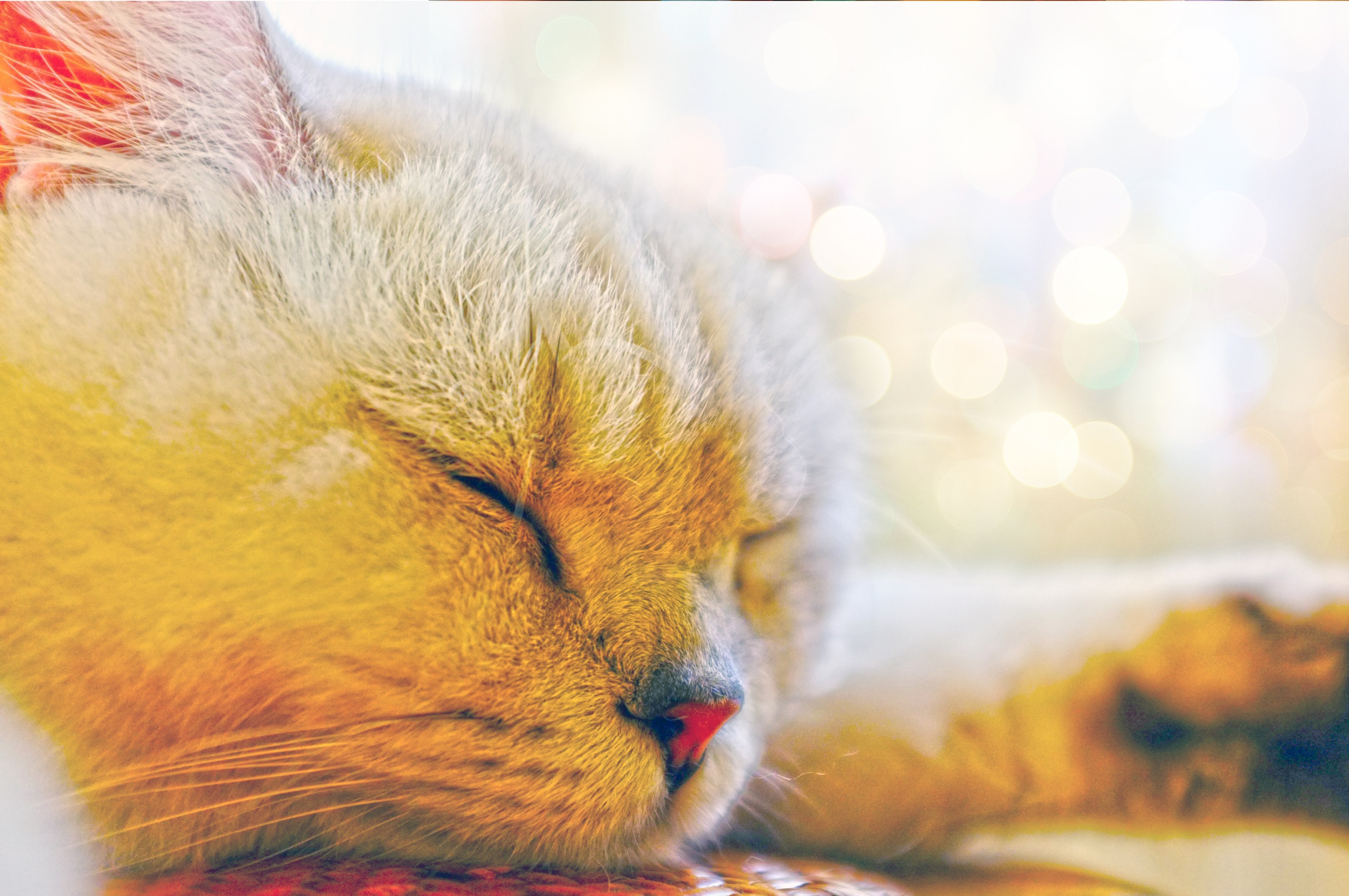 beautiful cute lovely and bokeh 4k, HD Wallpaper