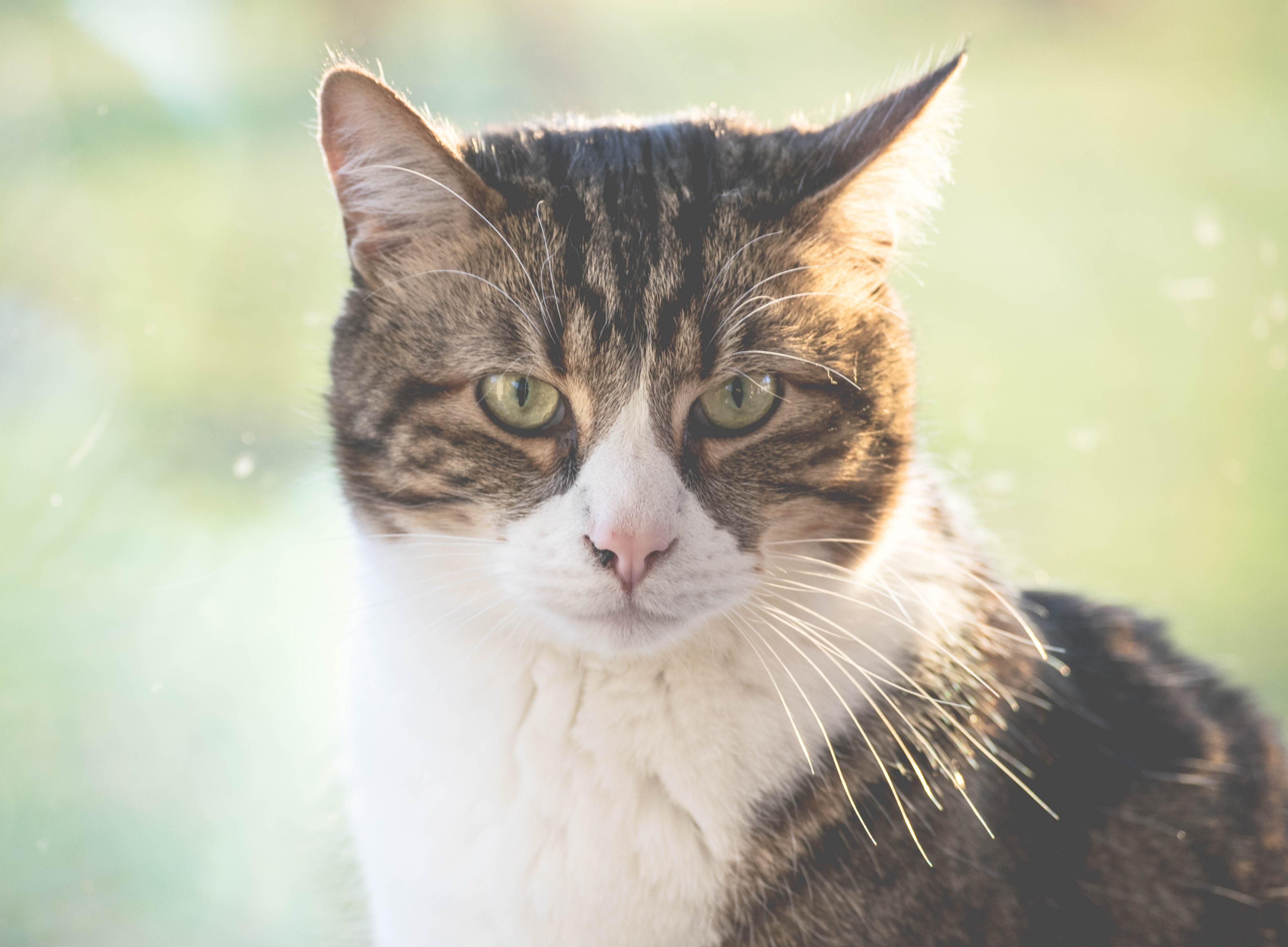 kitty kitten meow and whisker 4k, HD Wallpaper