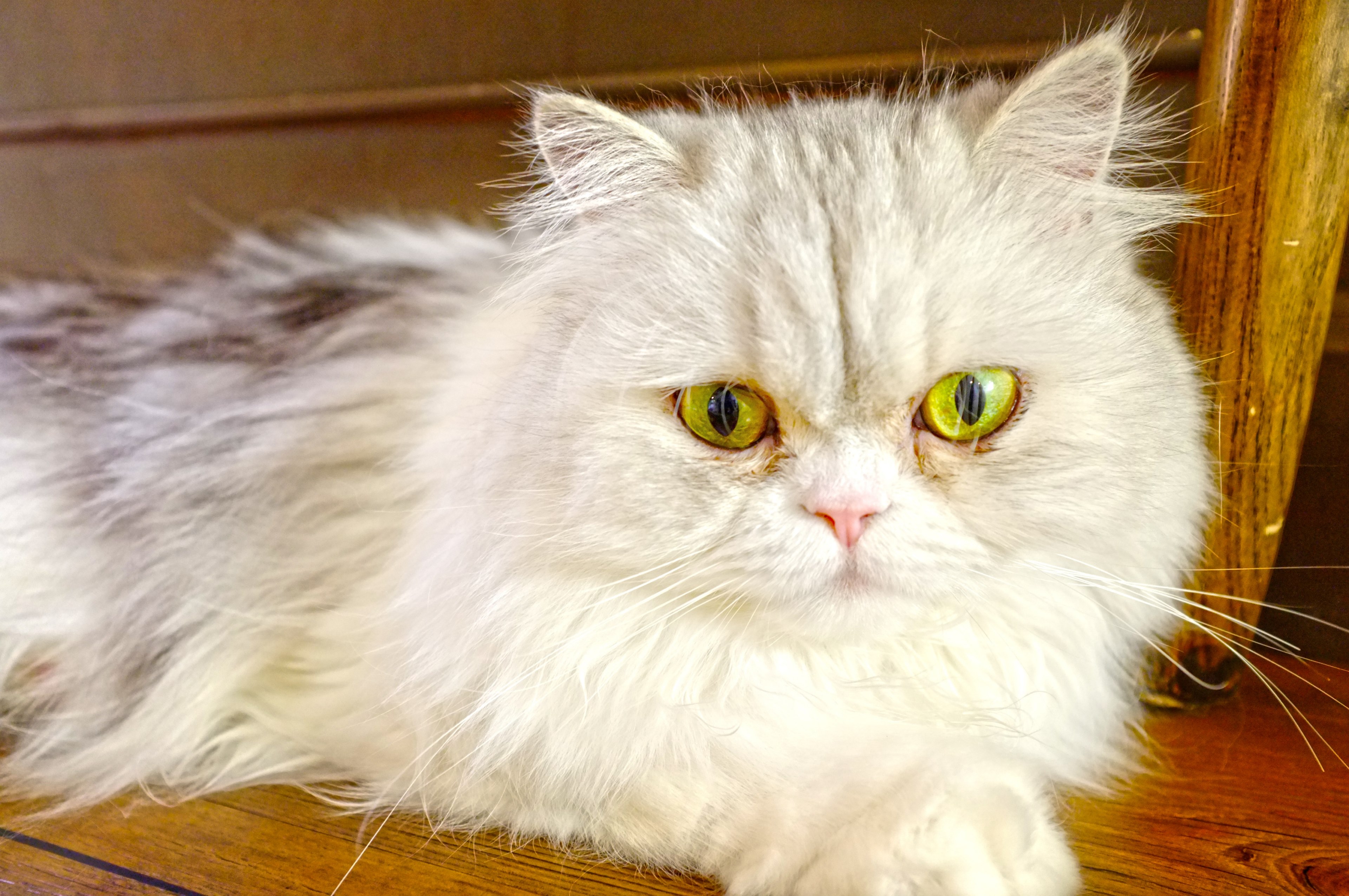 beautiful cute lovely and persiancat 4k, HD Wallpaper