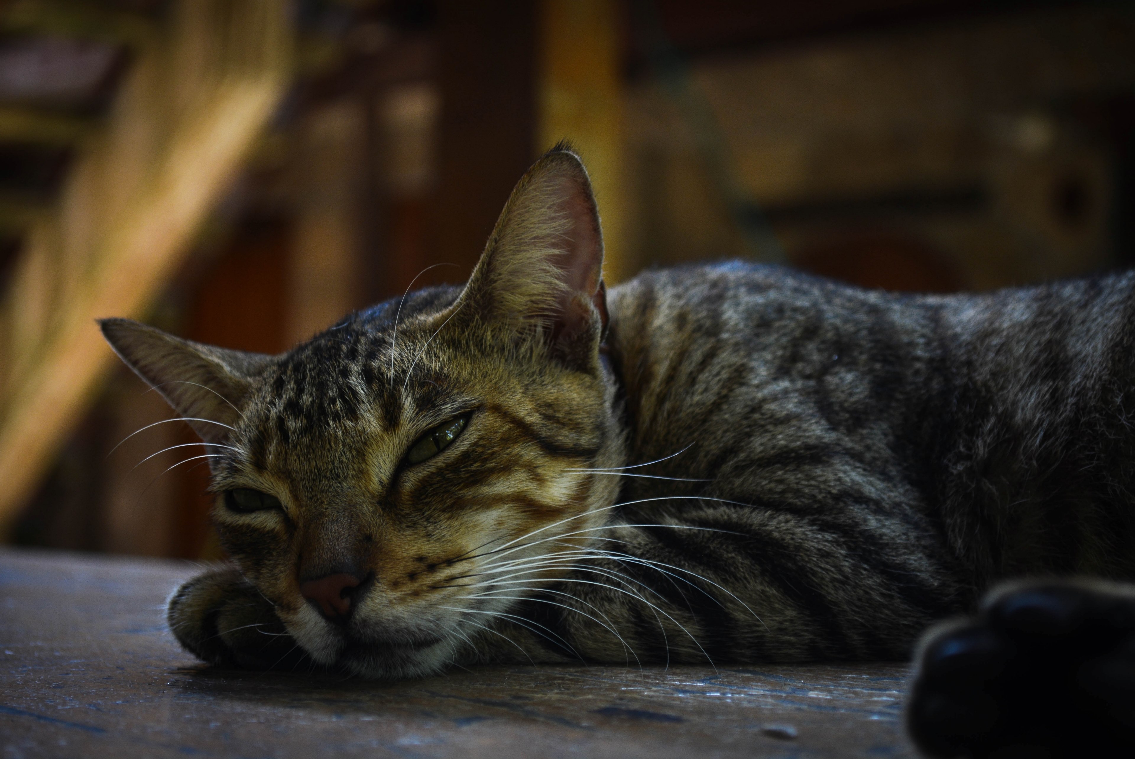 sleep travel nature and animal 4k, HD Wallpaper