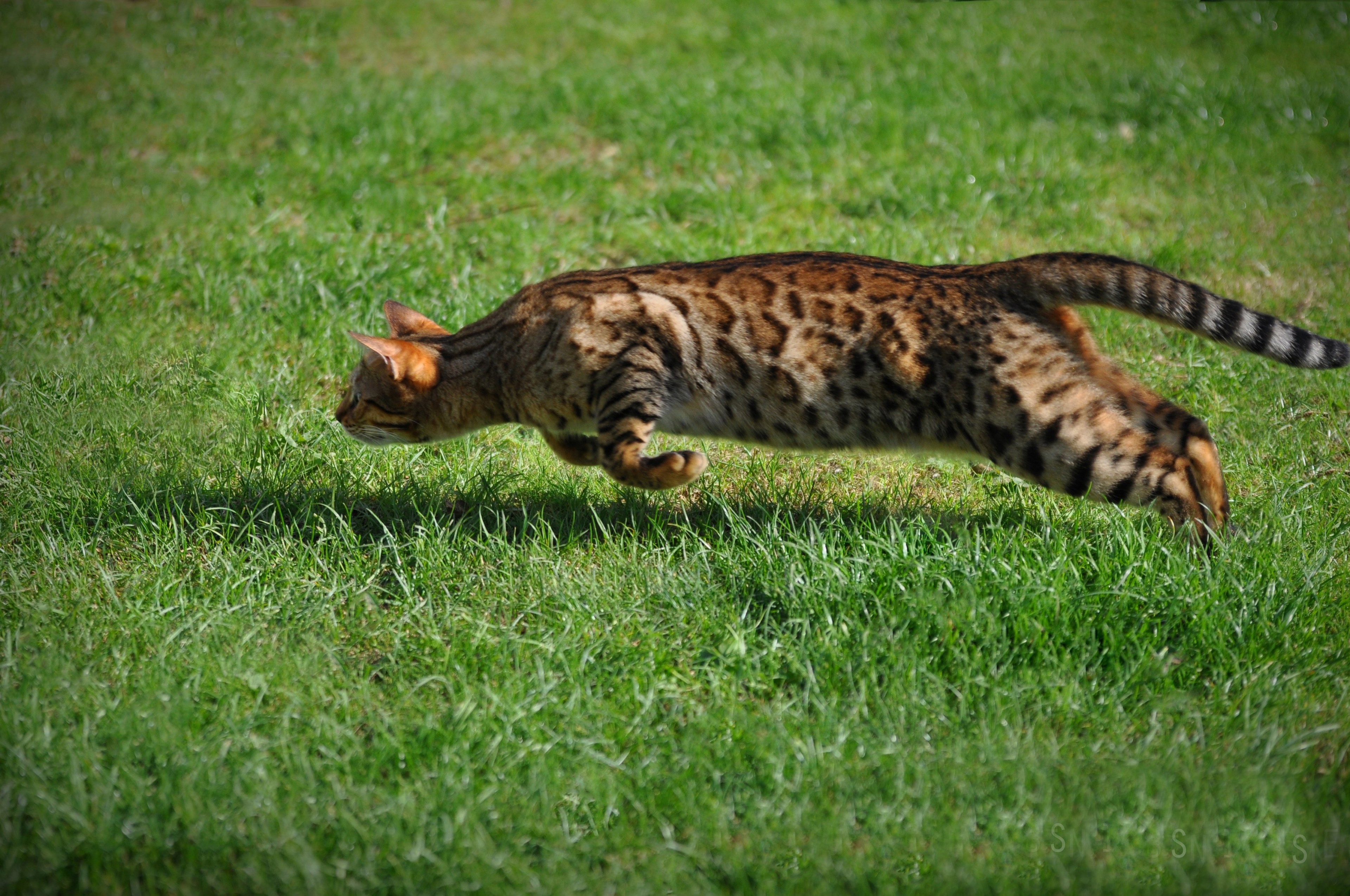 eye pet animal and cat 4k, HD Wallpaper