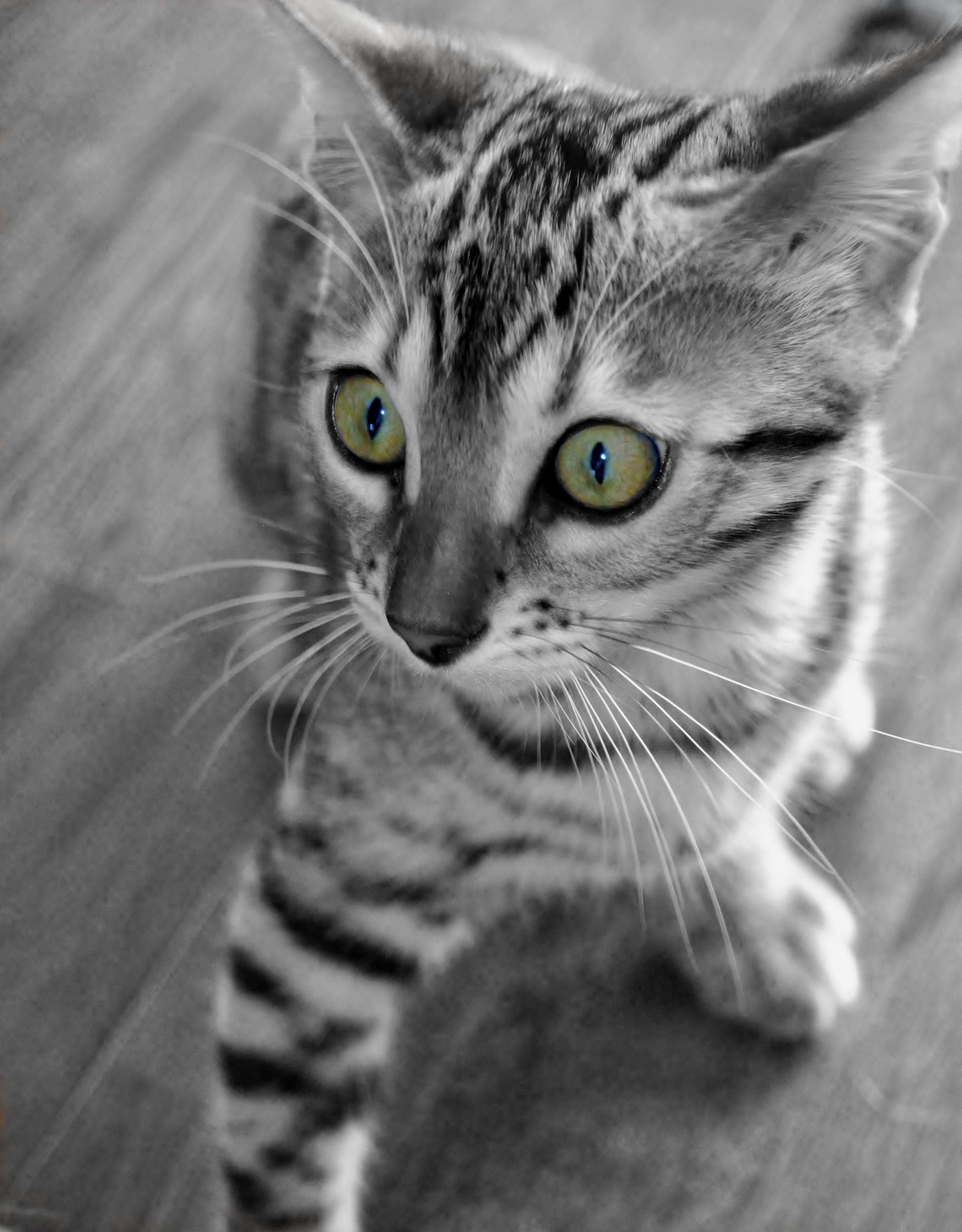 claw eye whisker and mammal hd, 4k, Phone HD Wallpaper