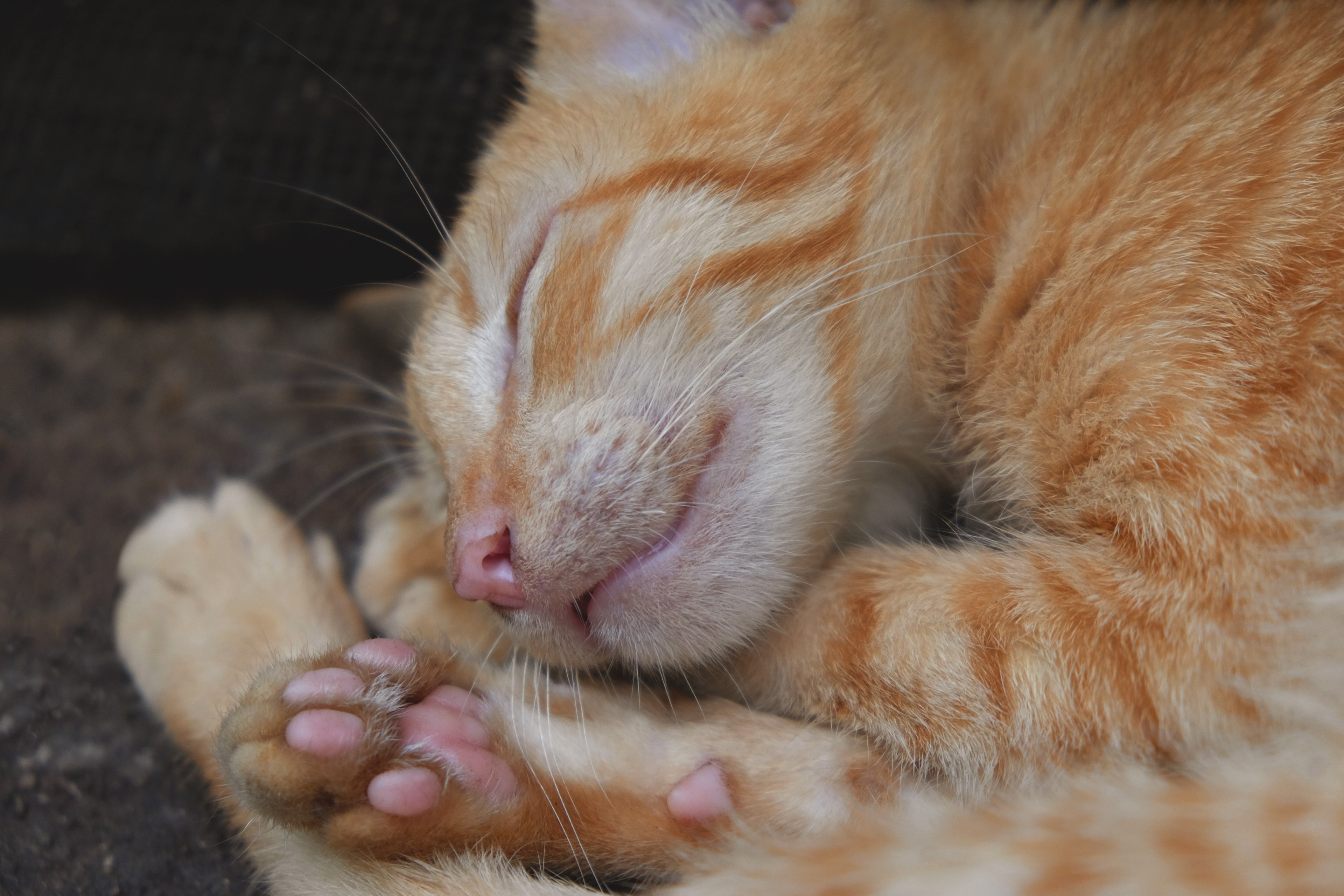 eye whisker pet and animal 4k, HD Wallpaper