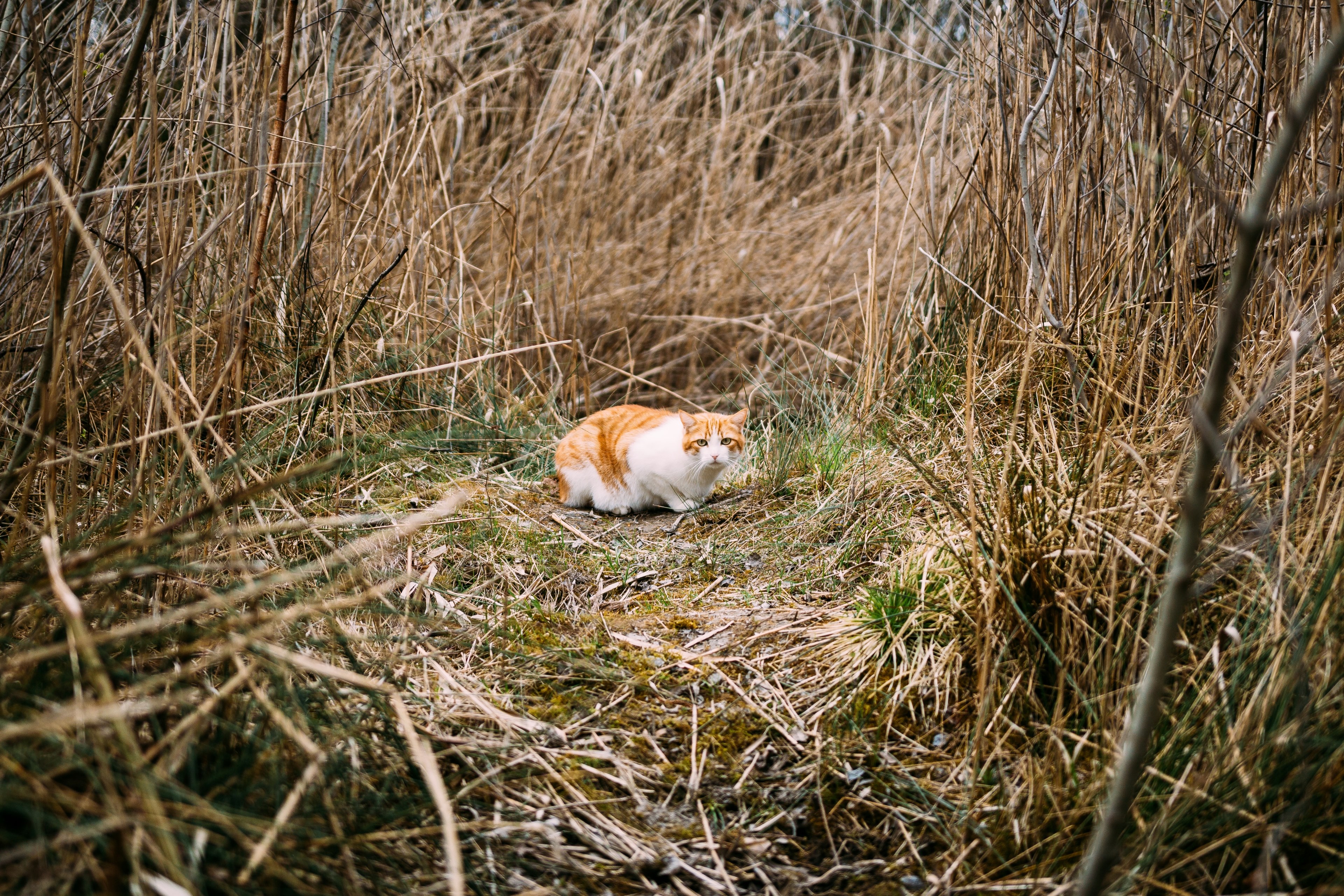 a white and ginger cat exploring a patch of tall dry grass, feline explorer 4k, HD Wallpaper