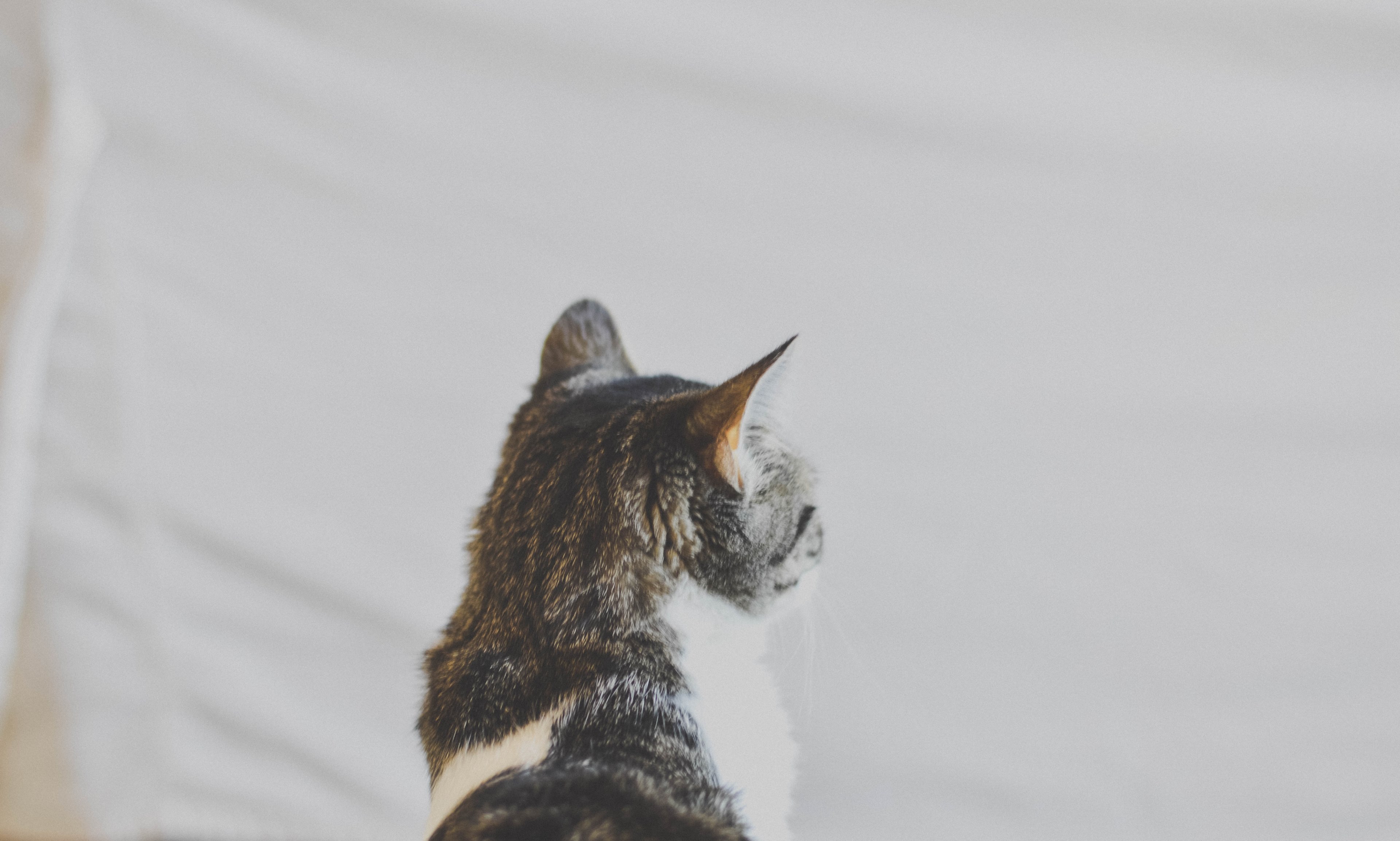 the back of the head of a tabby cat, pensive tabby 4k, HD Wallpaper