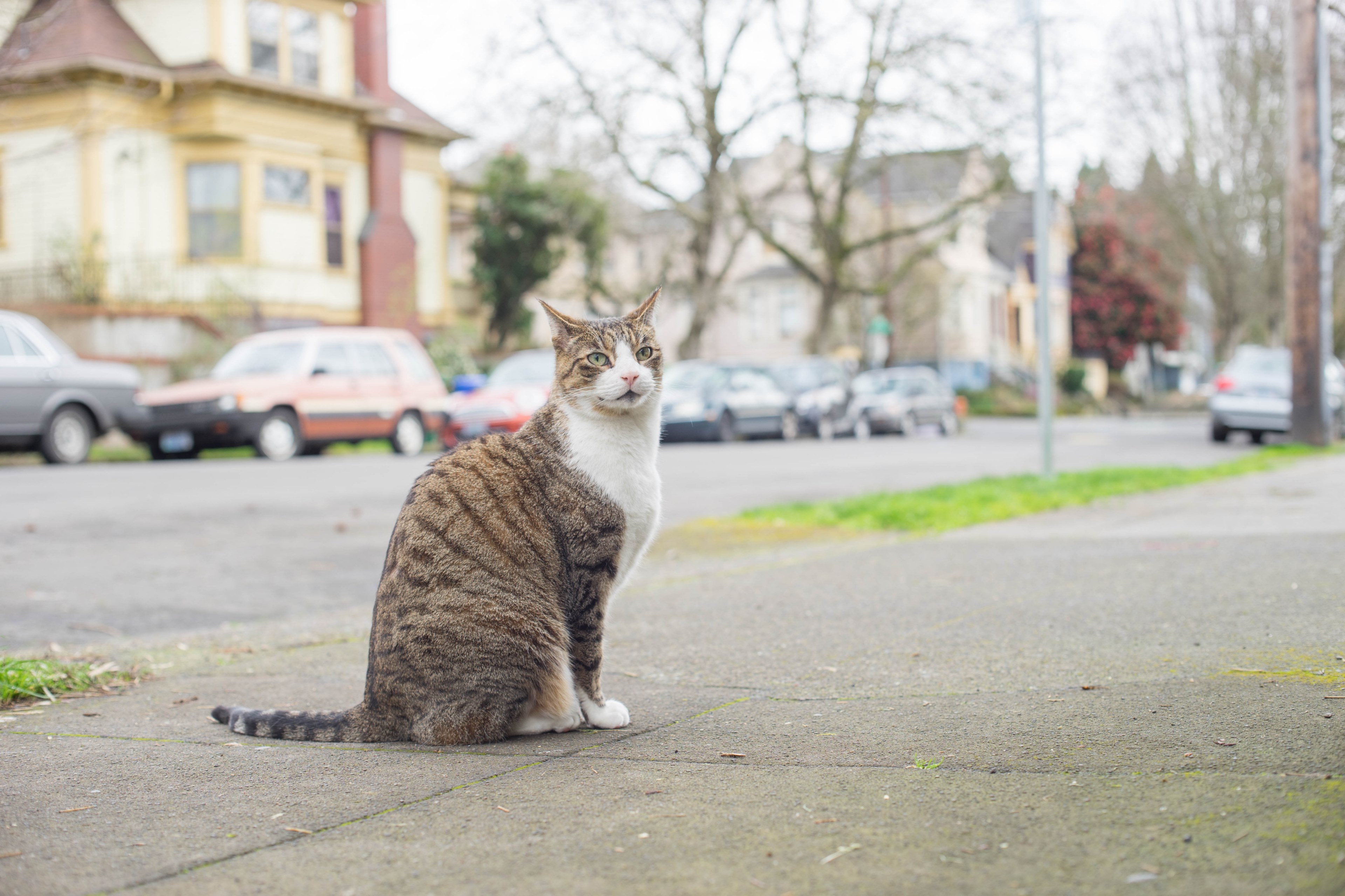 bigboythecat catmapper and cat 4k, HD Wallpaper