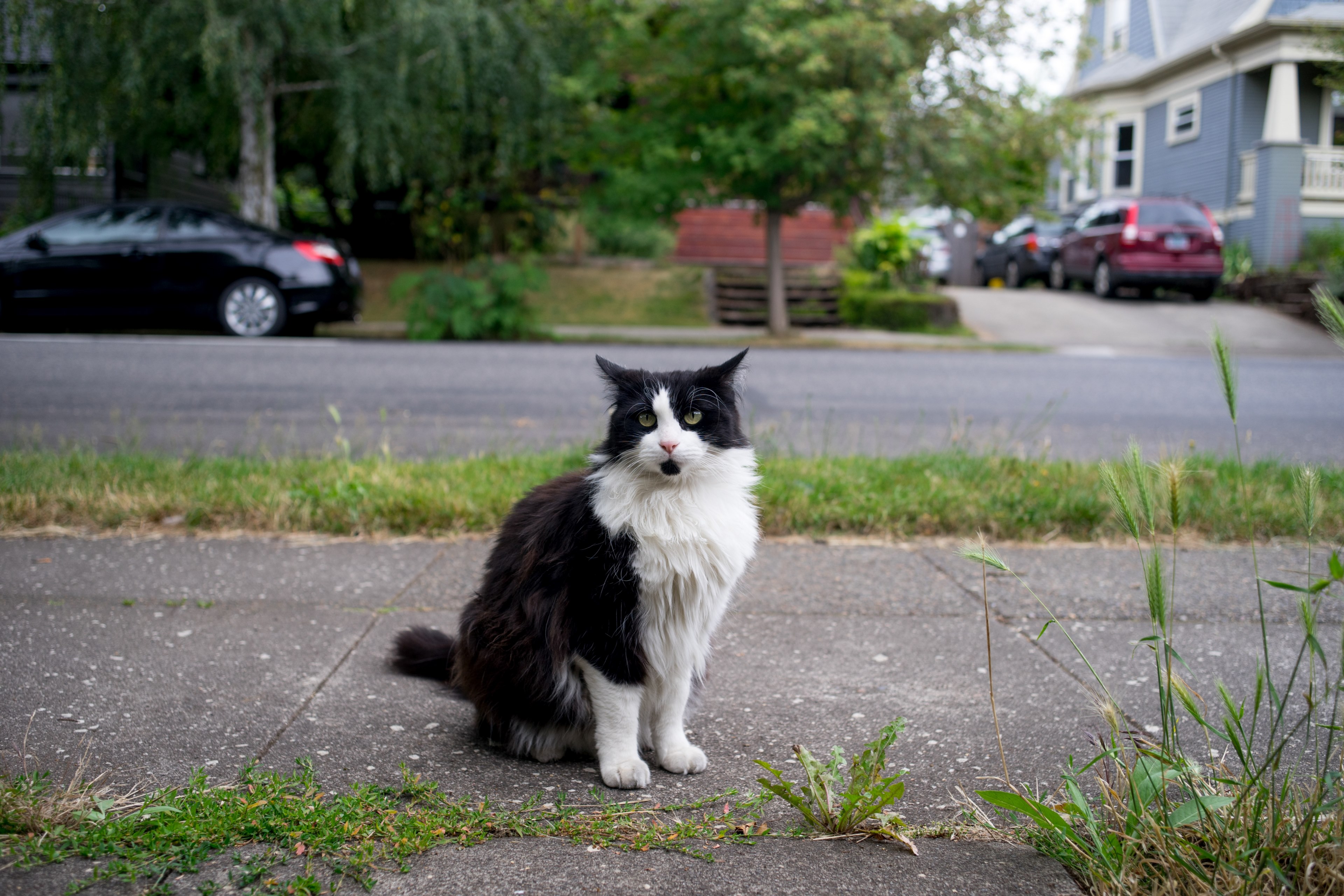 tuxedocat catmapper portland and cat 4k, HD Wallpaper