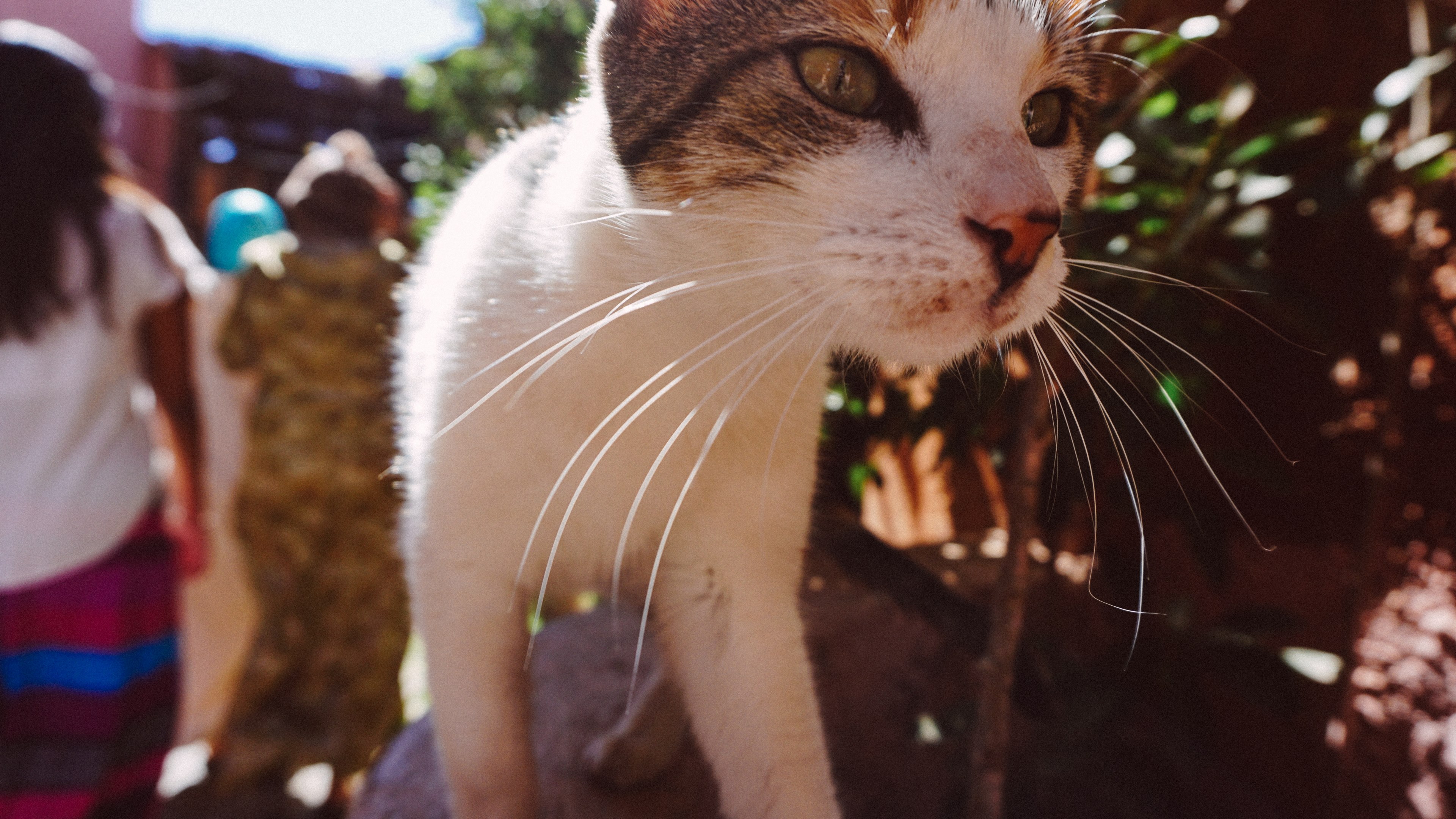 whisker close meow and cat 4k, HD Wallpaper