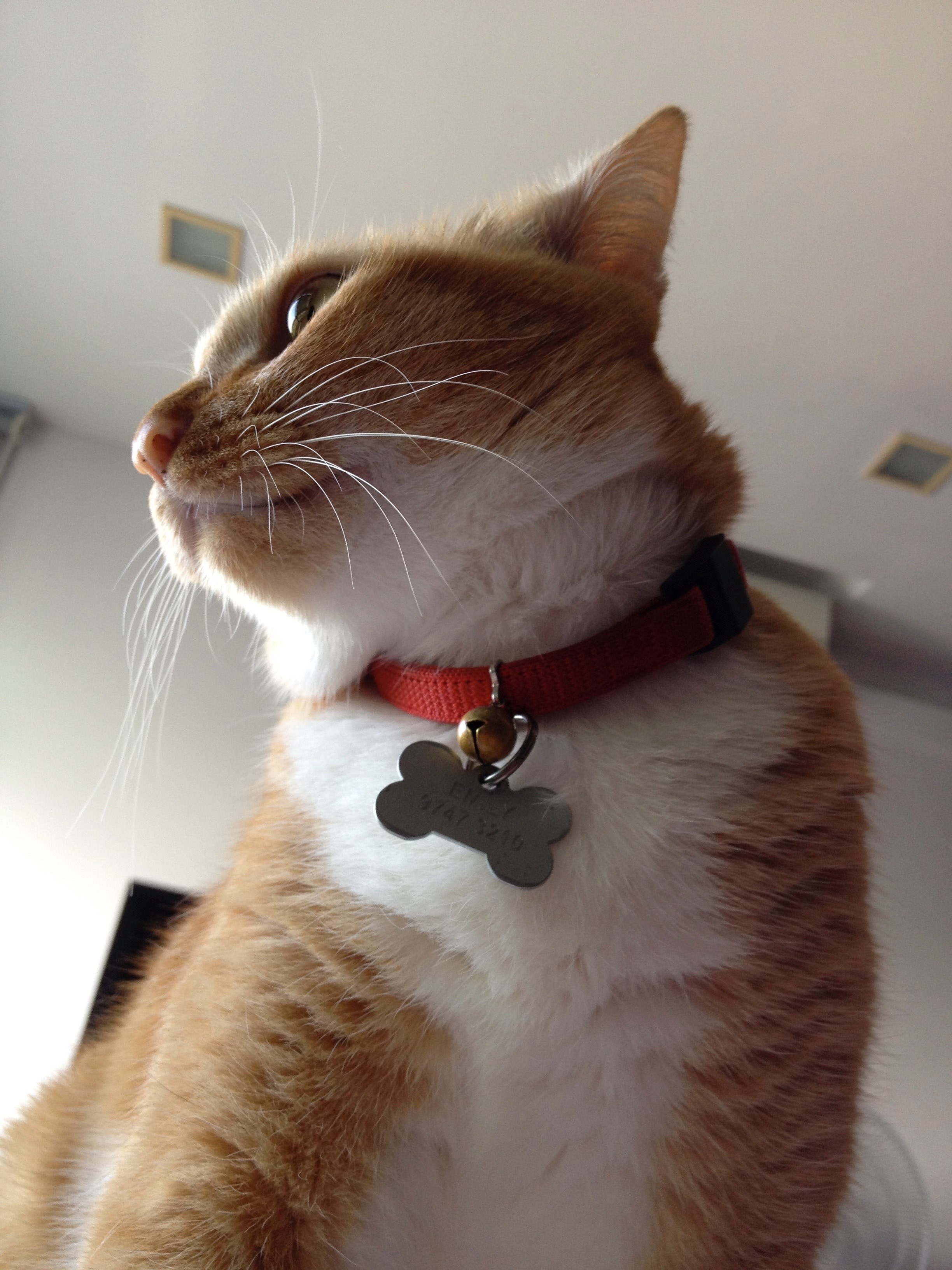 ginger cat hd, 4k, Phone HD Wallpaper