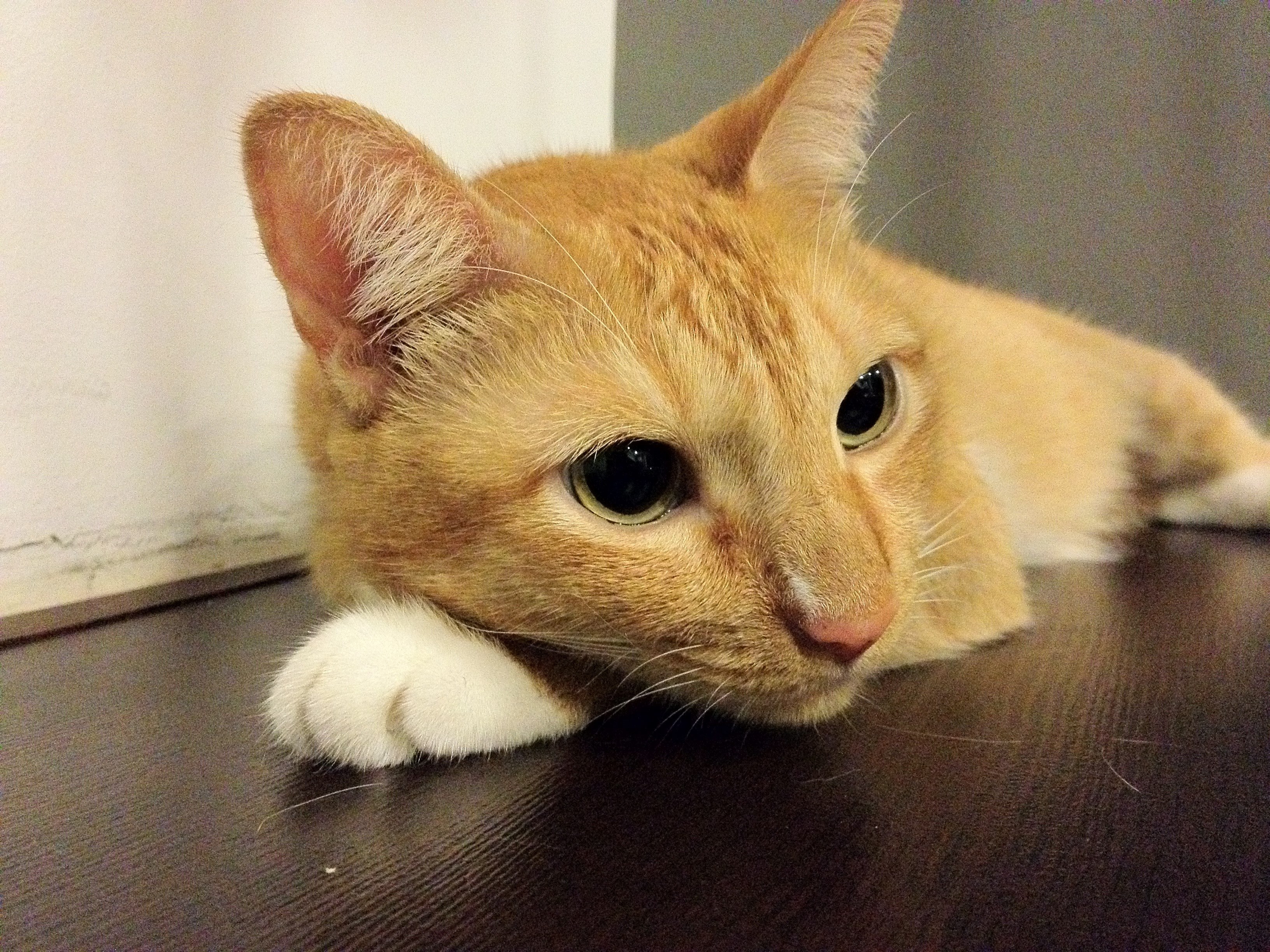 claw eye whisker and pet 4k, HD Wallpaper