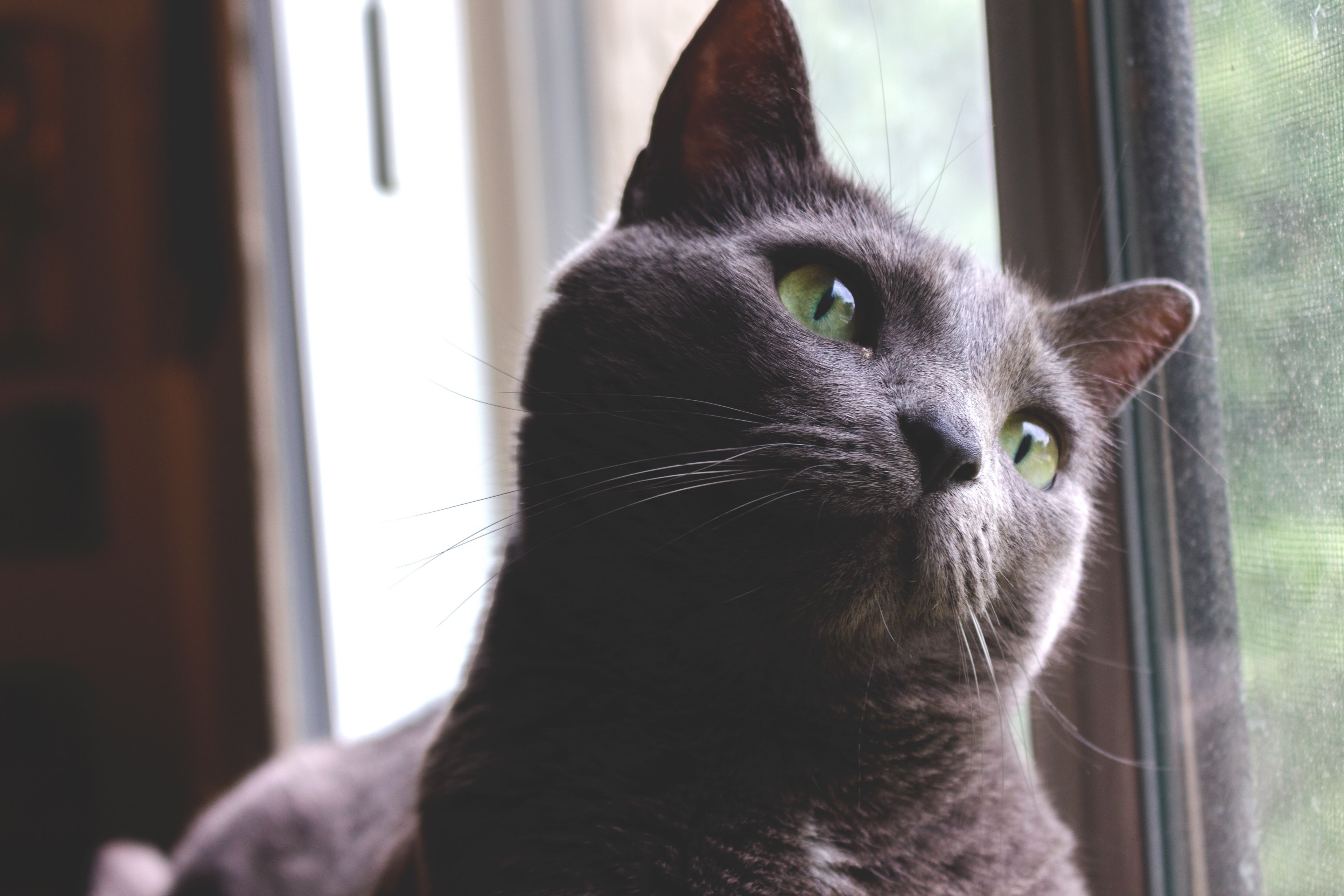 indoor window and cat 4k, HD Wallpaper