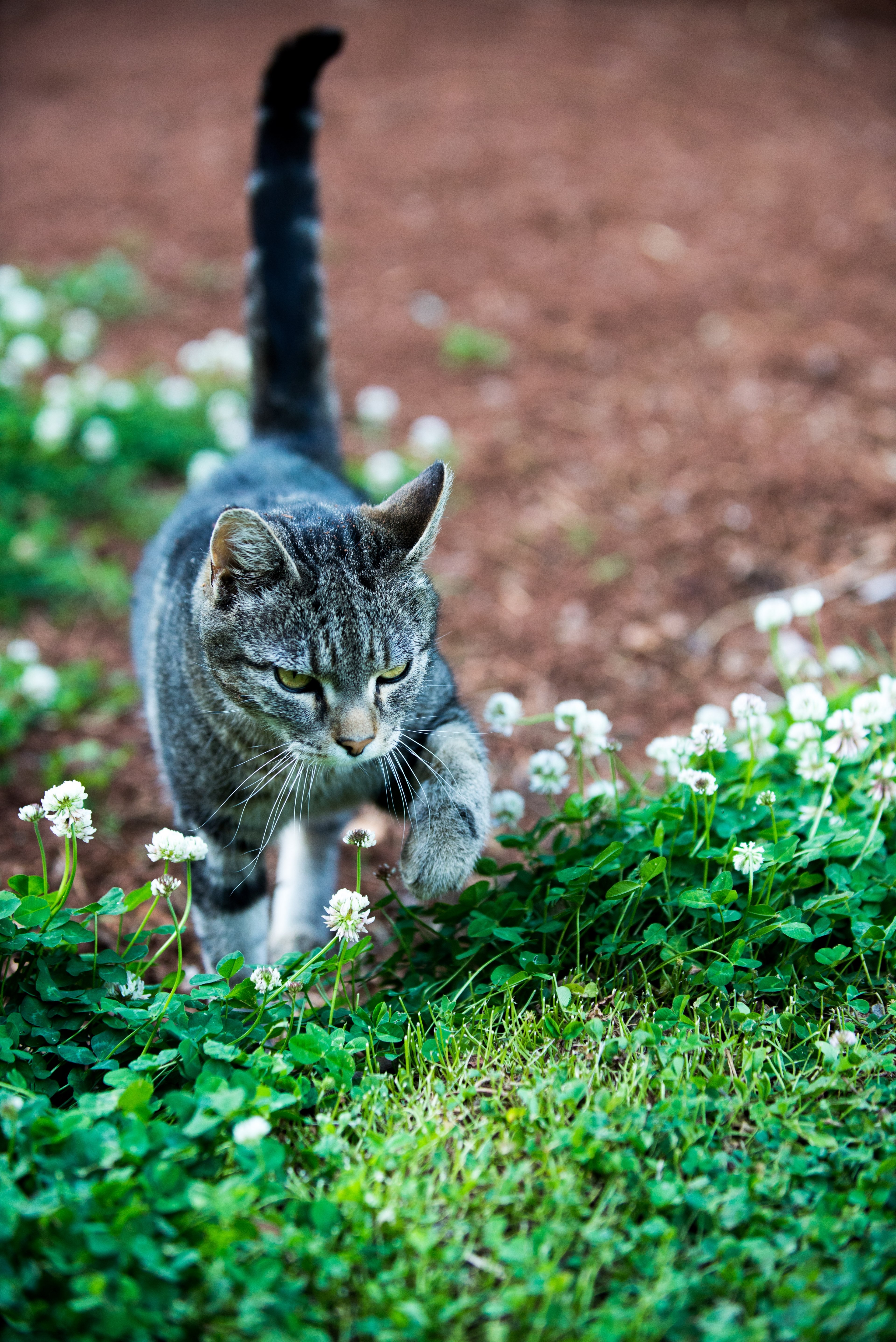 bokeh sharp focu and meow hd, 4k, Phone HD Wallpaper