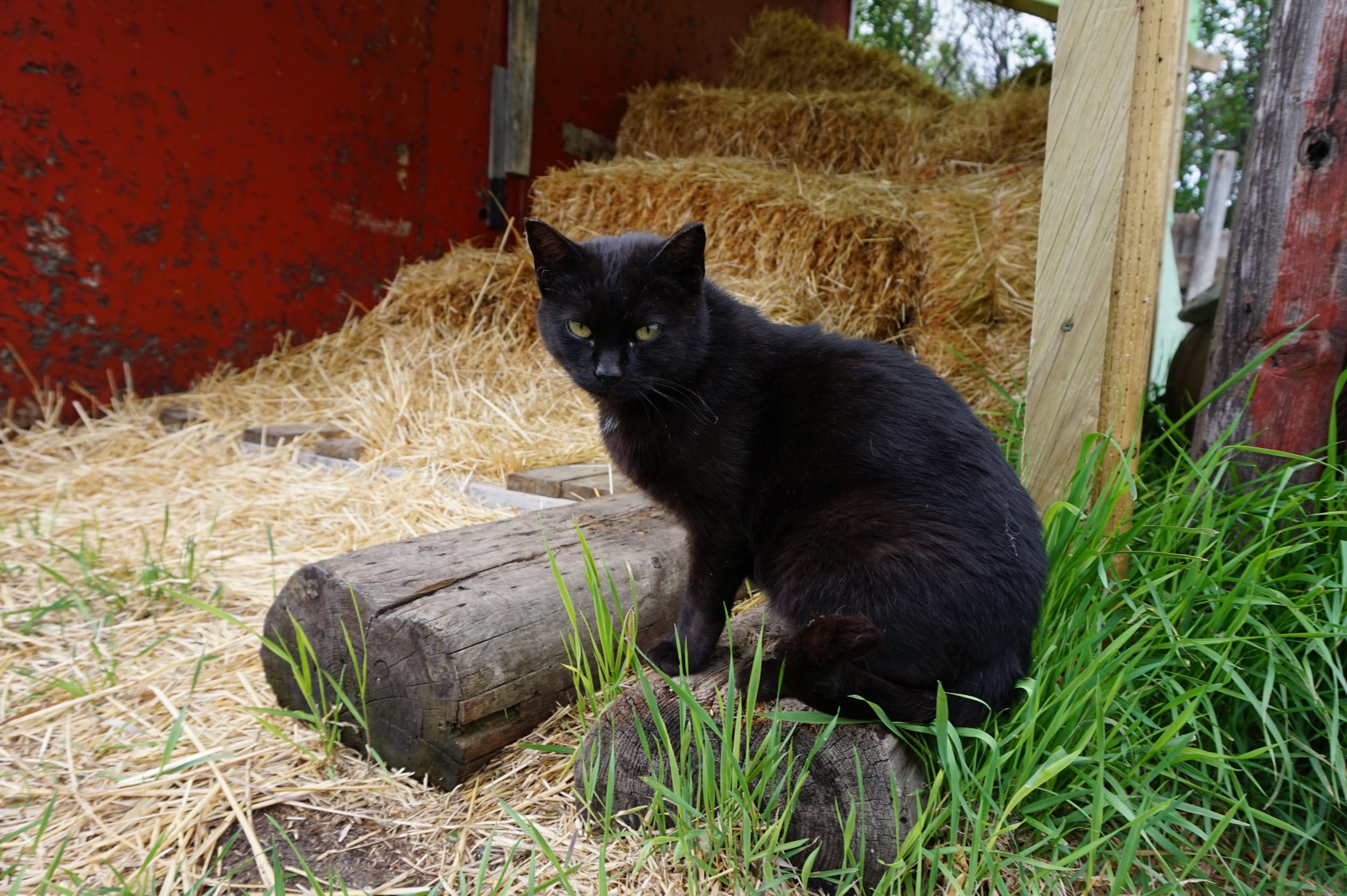 bale pet animal and unsplash 4k, HD Wallpaper