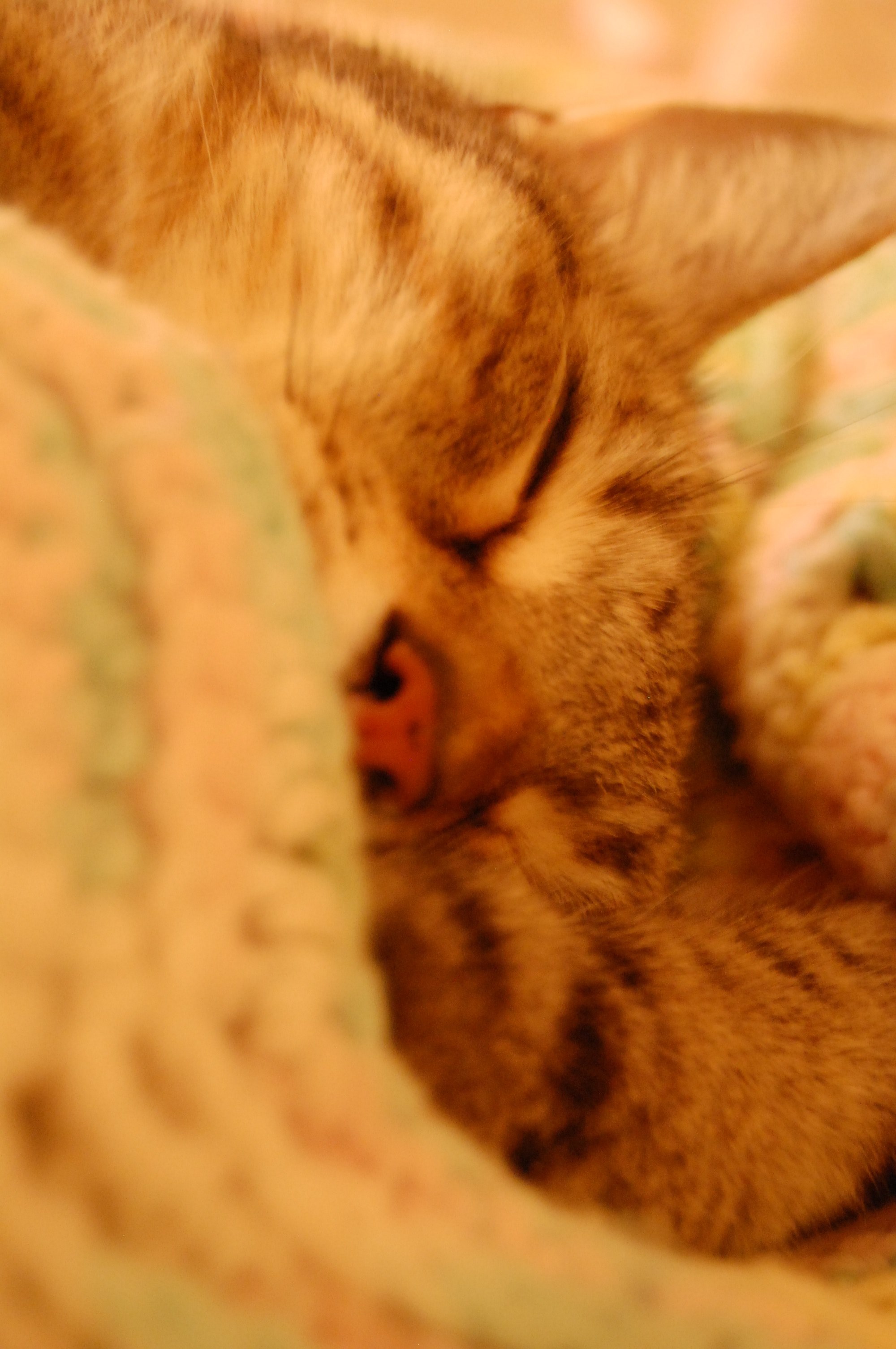 sleepy kitty 4k, Phone HD Wallpaper