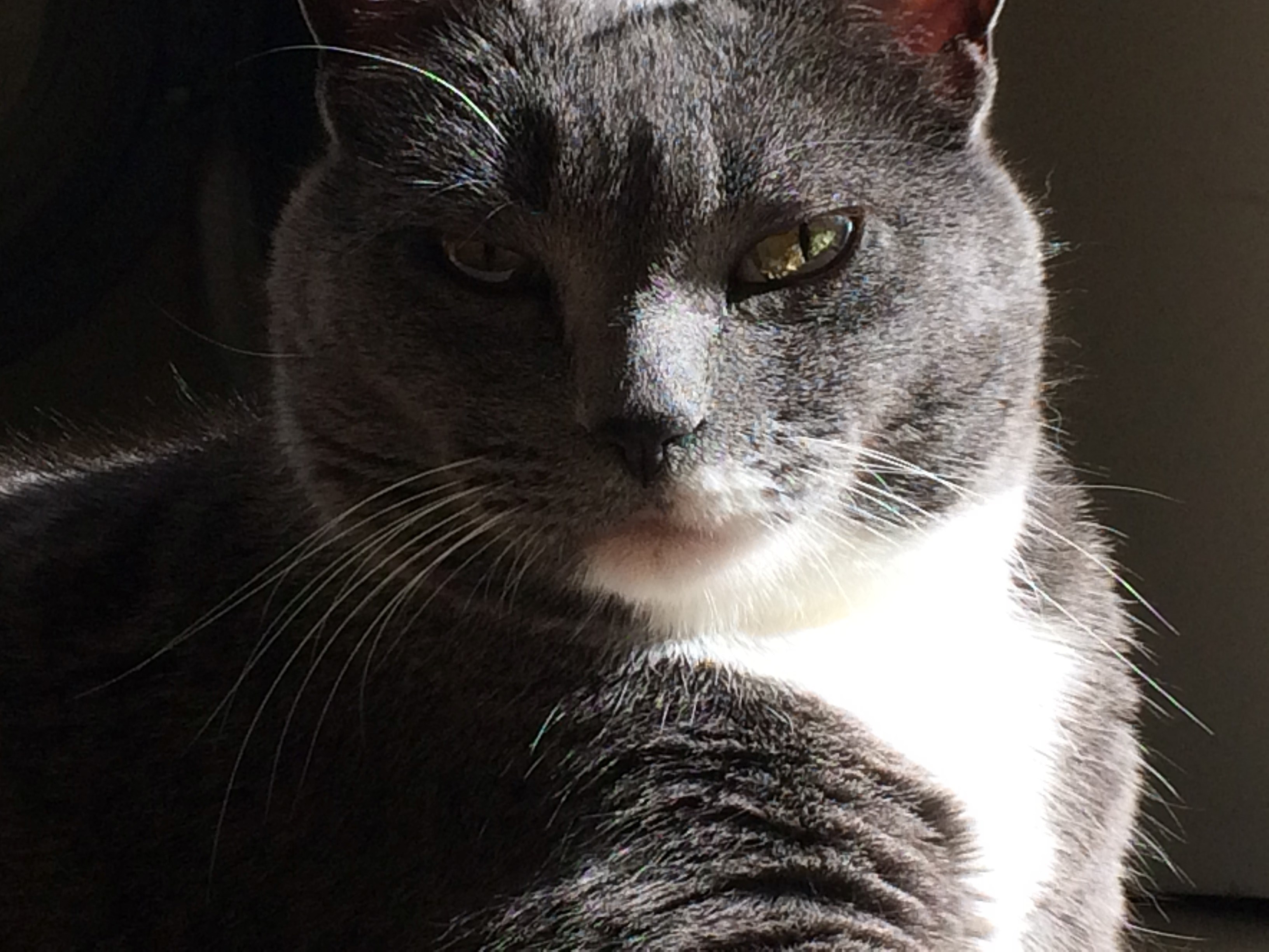 meow kitty sunlight and glamour shot 4k, HD Wallpaper