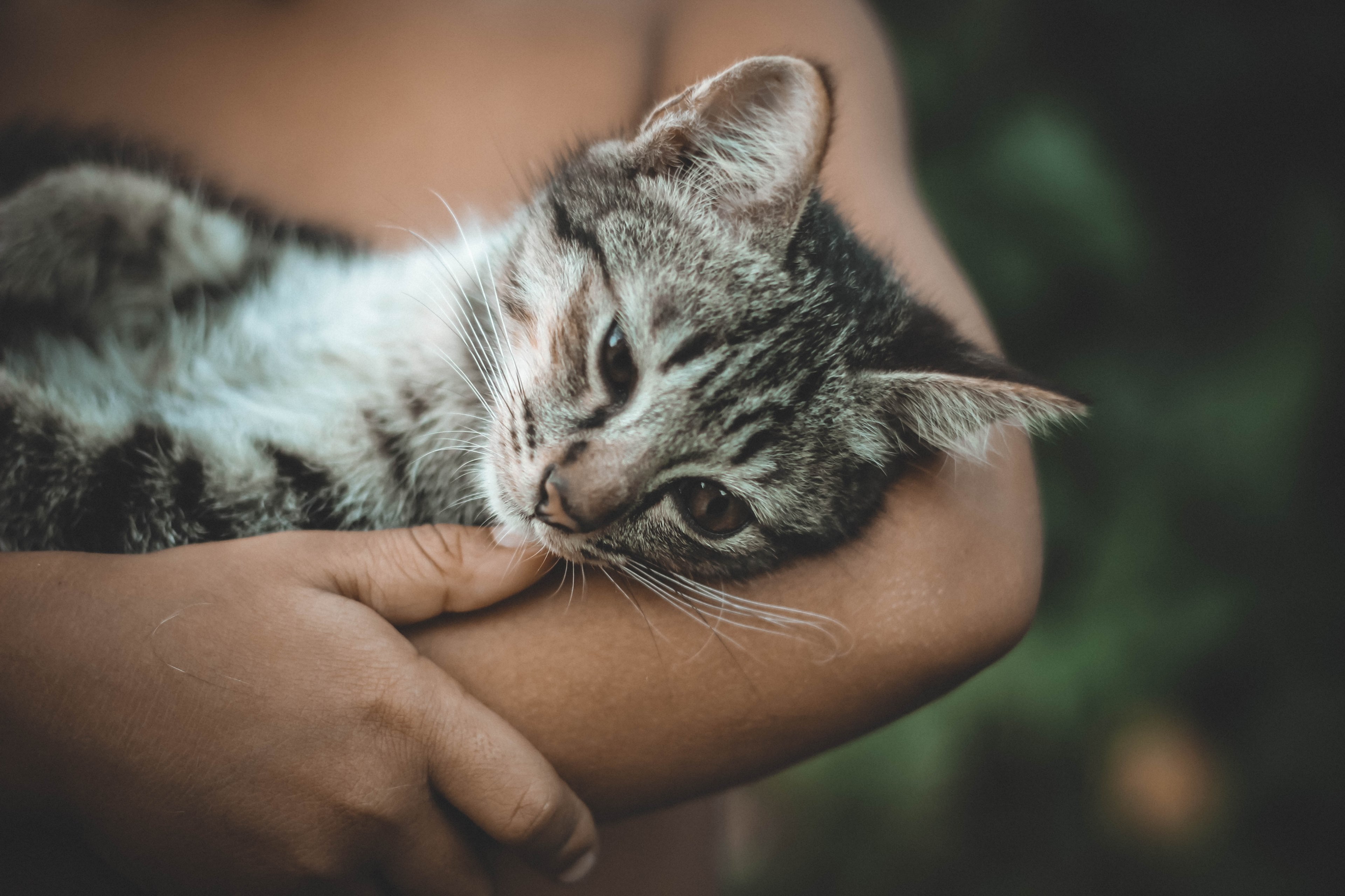 claw eye whisker and pet 4k, HD Wallpaper