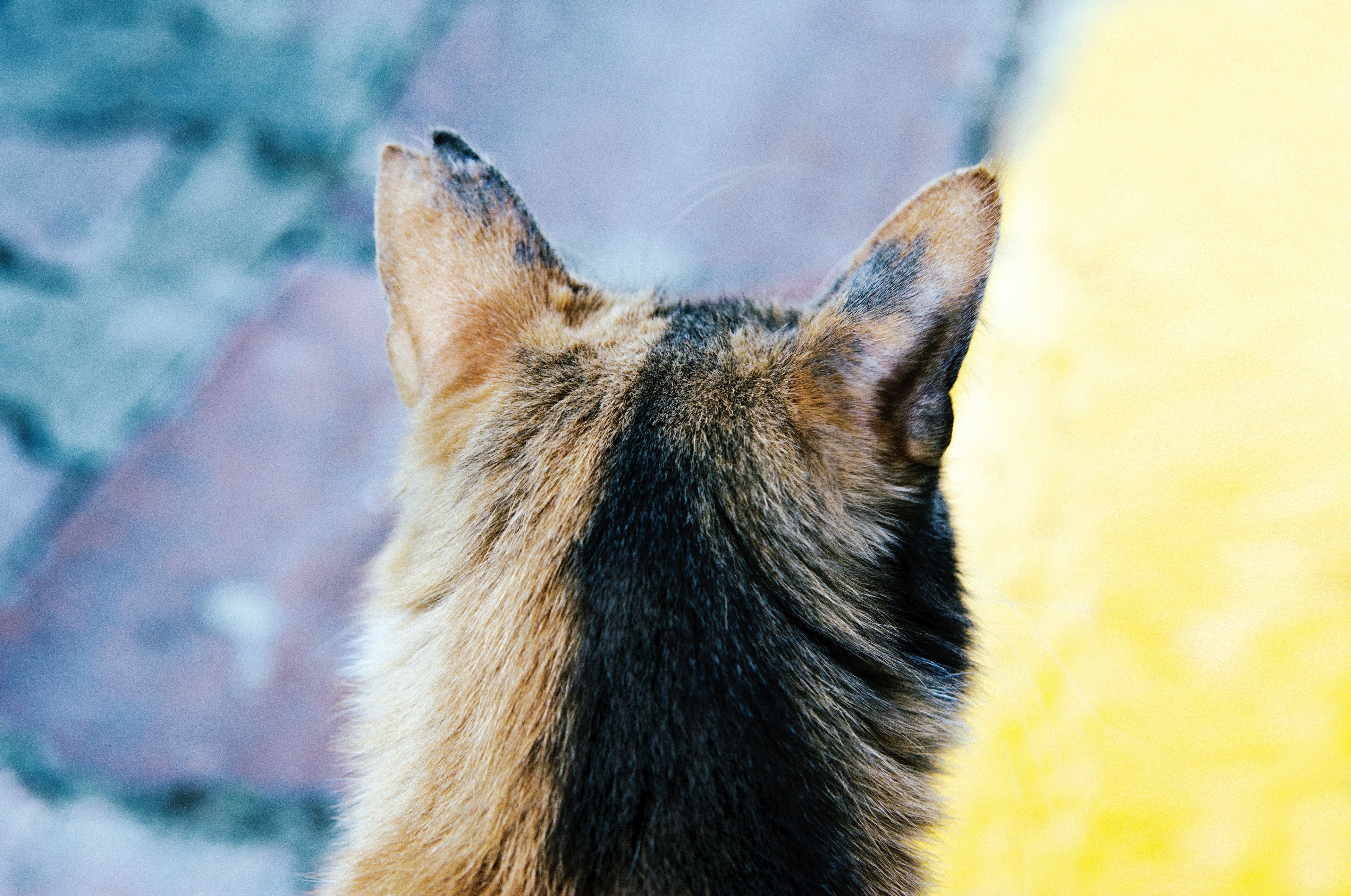 macro of the back of a dogs head, back of a cats head 4k, HD Wallpaper