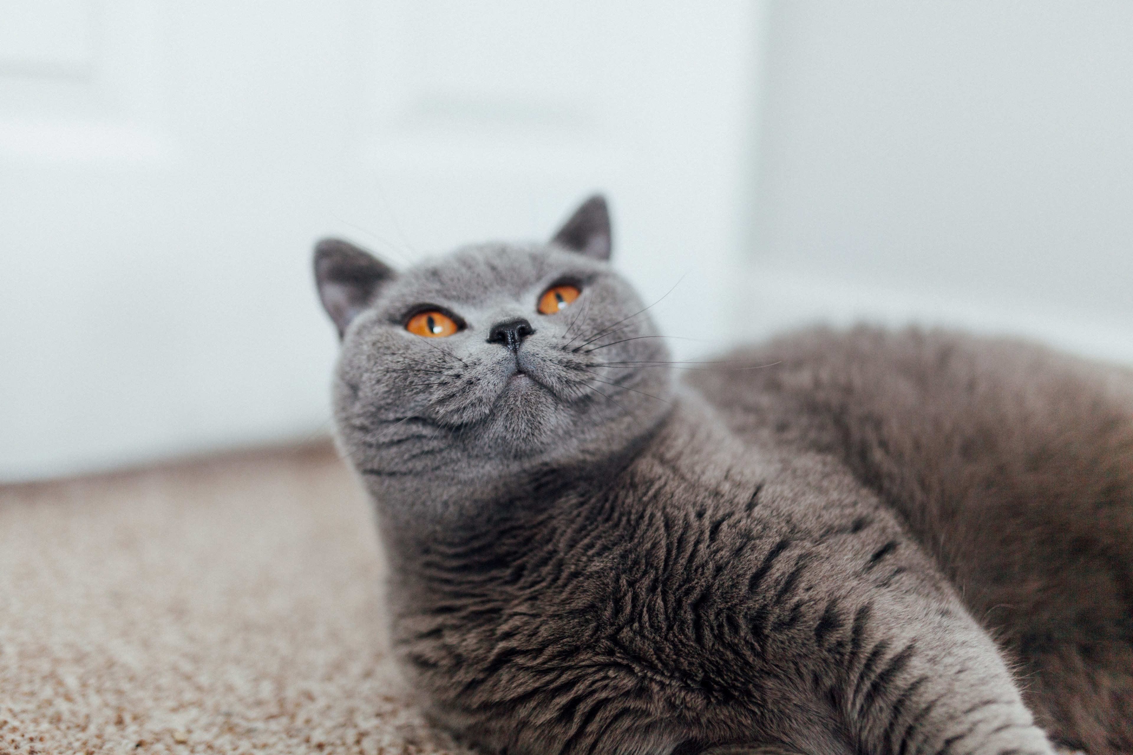 eye furry fur and kitty 4k, HD Wallpaper