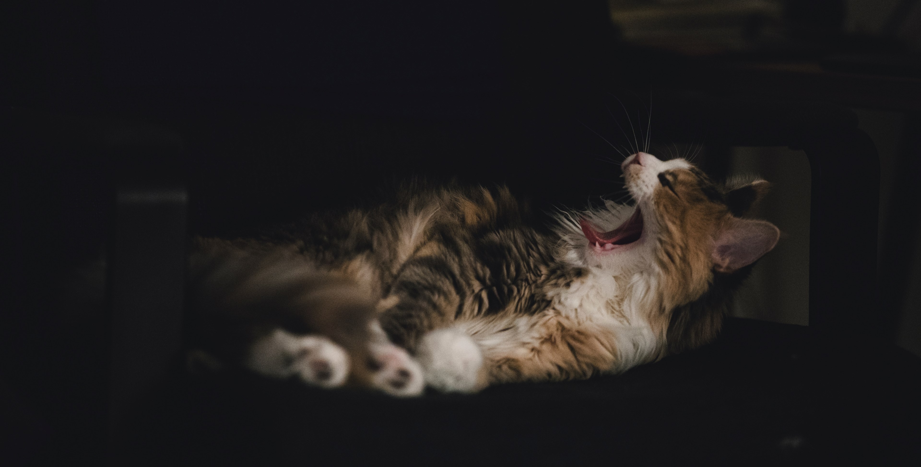 animal light natural and indoor 4k, HD Wallpaper