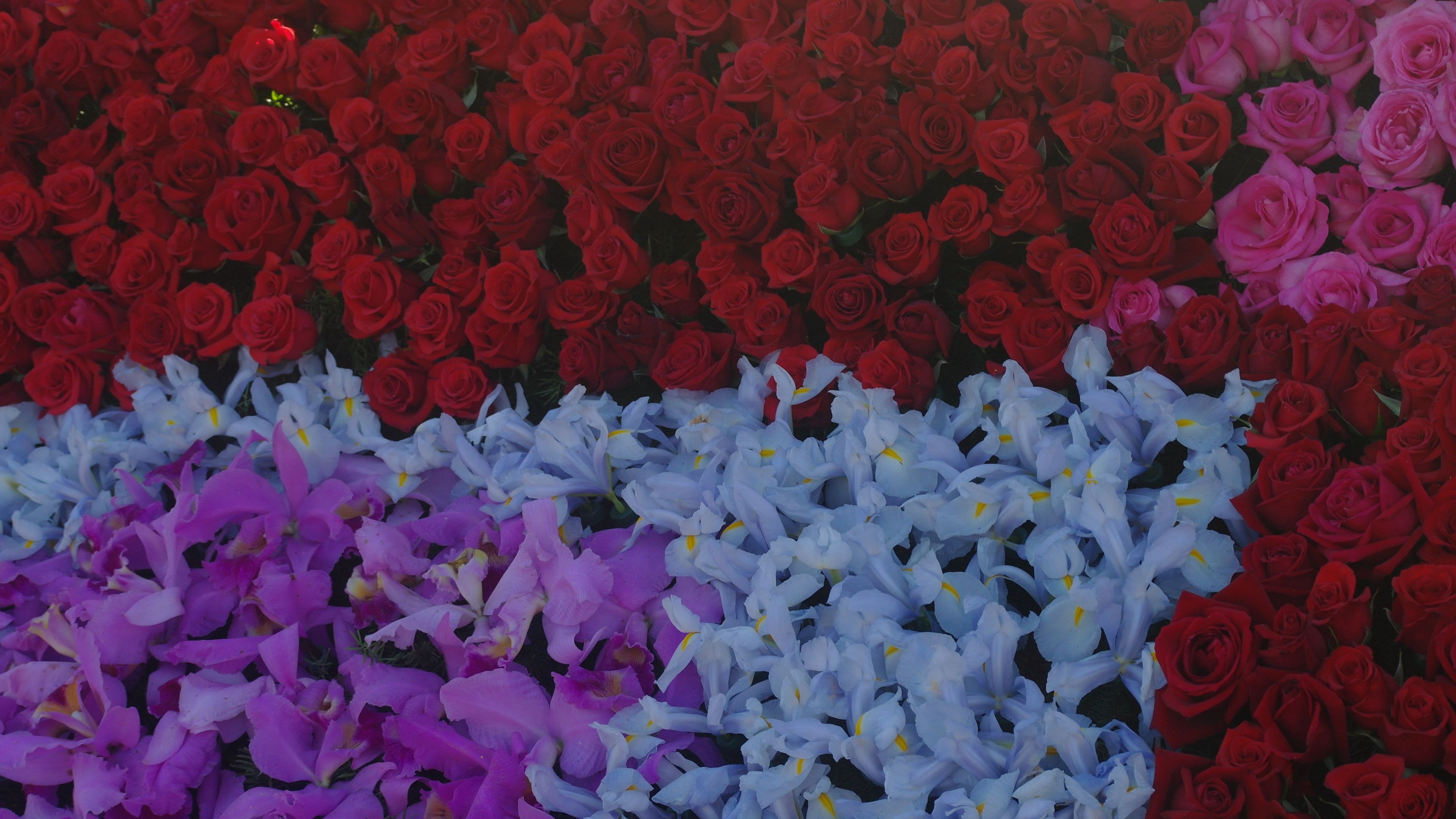 flowers, roses, floral background, 4k, HD Wallpaper