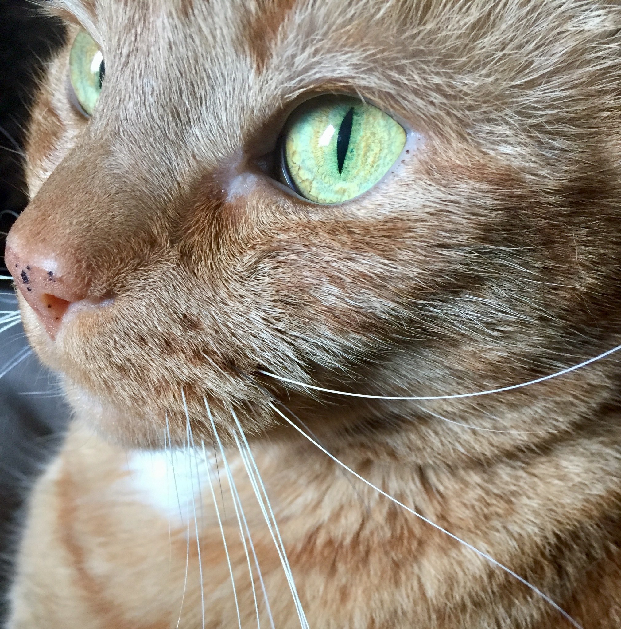 cat feline face and portrait hd, 4k, Phone HD Wallpaper