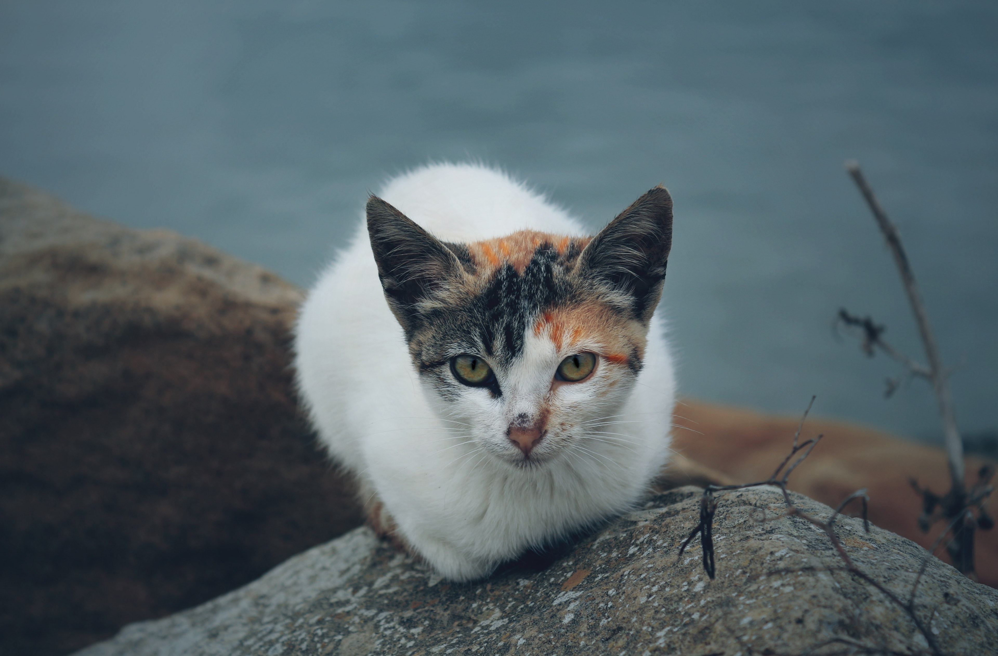 claw ear eye and whisker 4k, HD Wallpaper