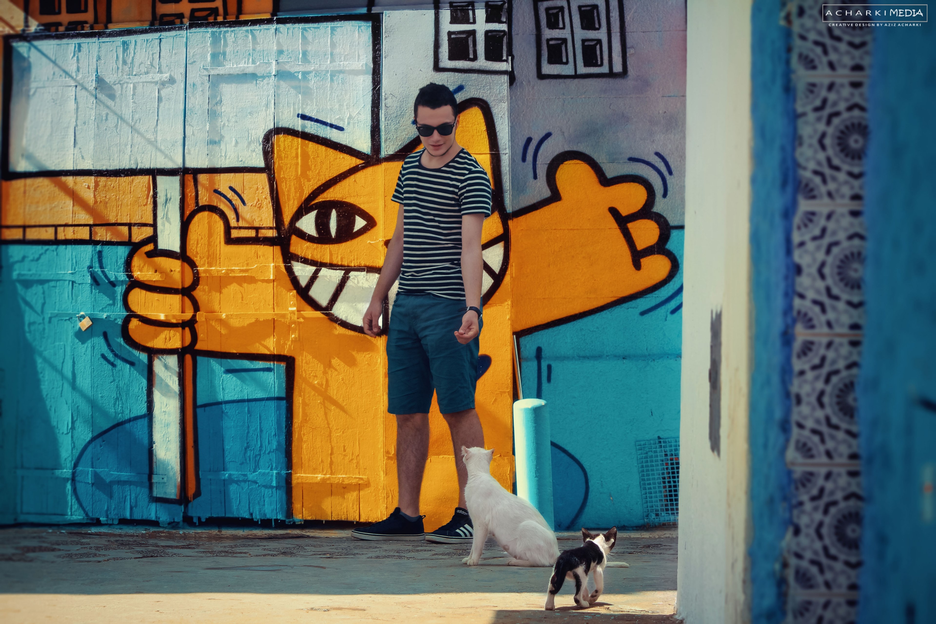 cat hello urban and street photography 4k, HD Wallpaper