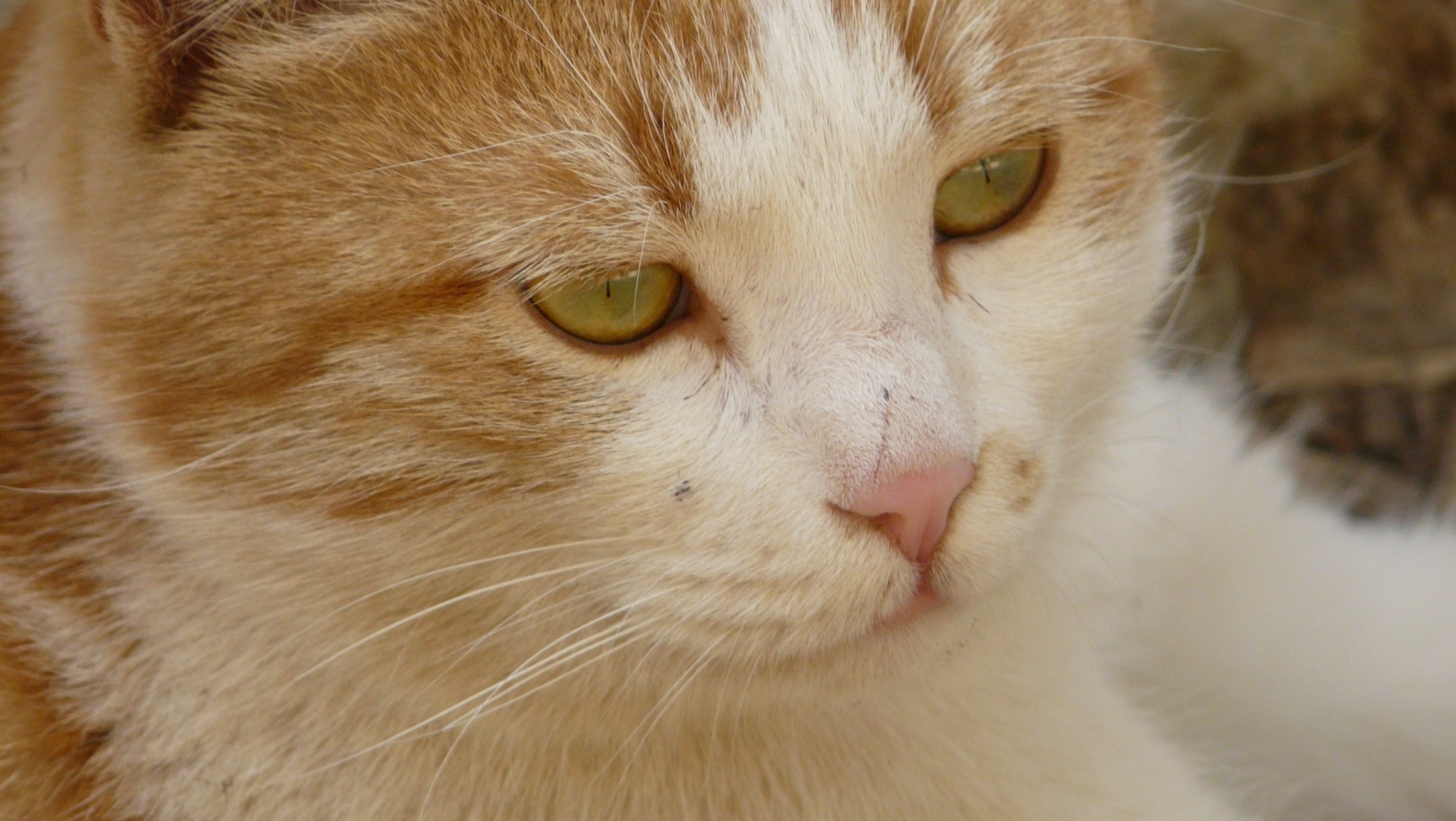 persian cat 4k, HD Wallpaper