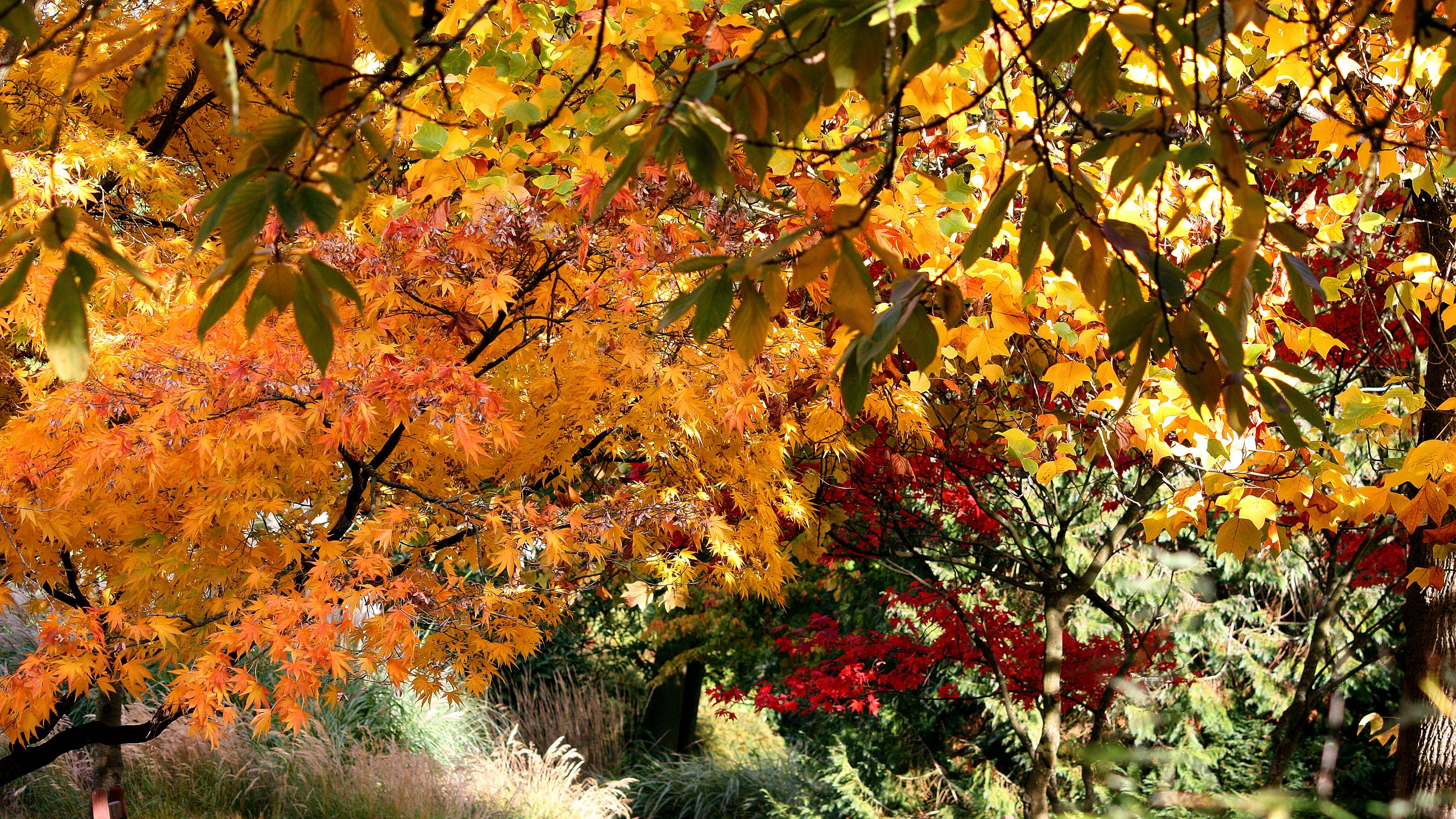 fall, trees, leaves, nature, 4k, HD Wallpaper