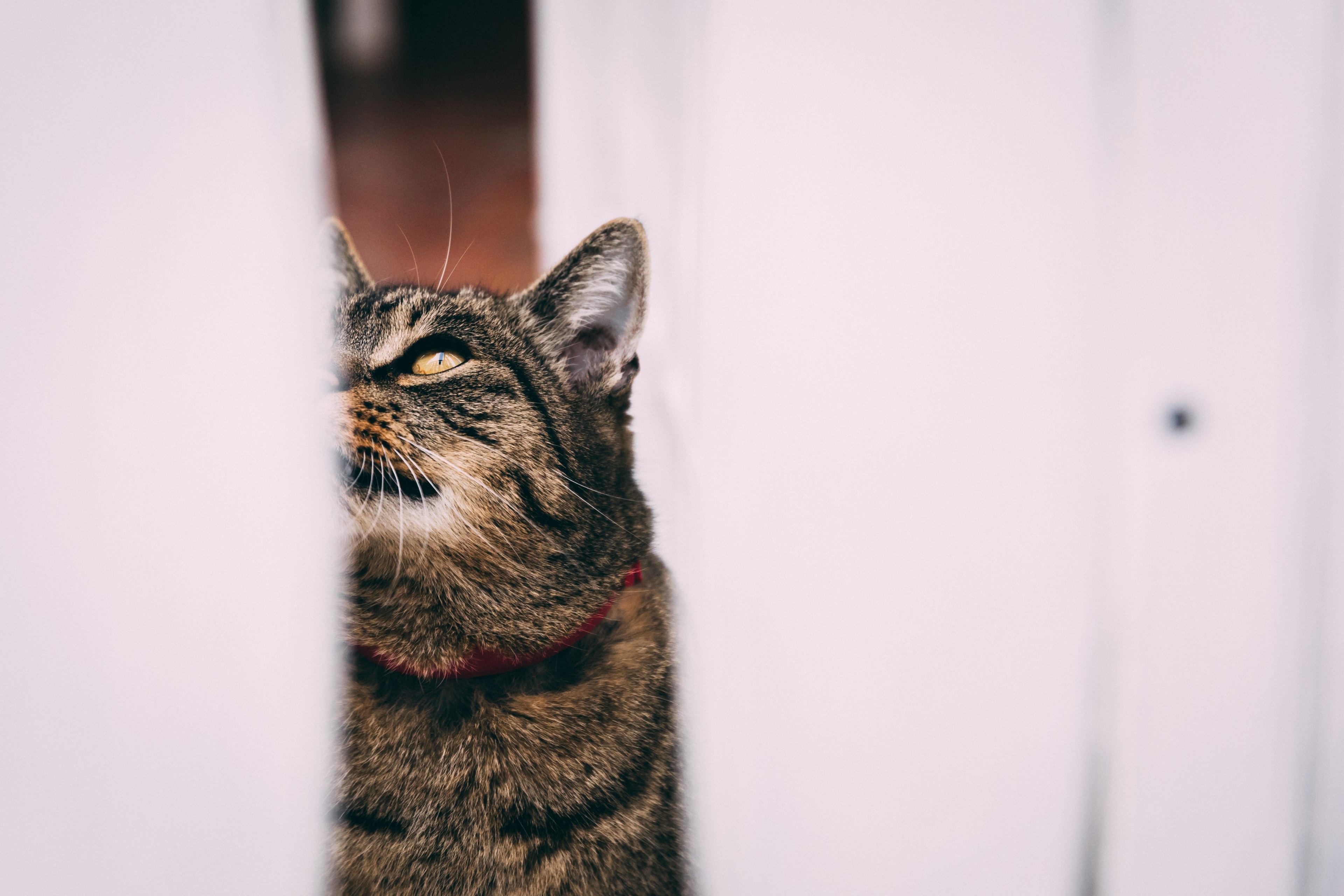 furry fur eye and cat 4k, HD Wallpaper