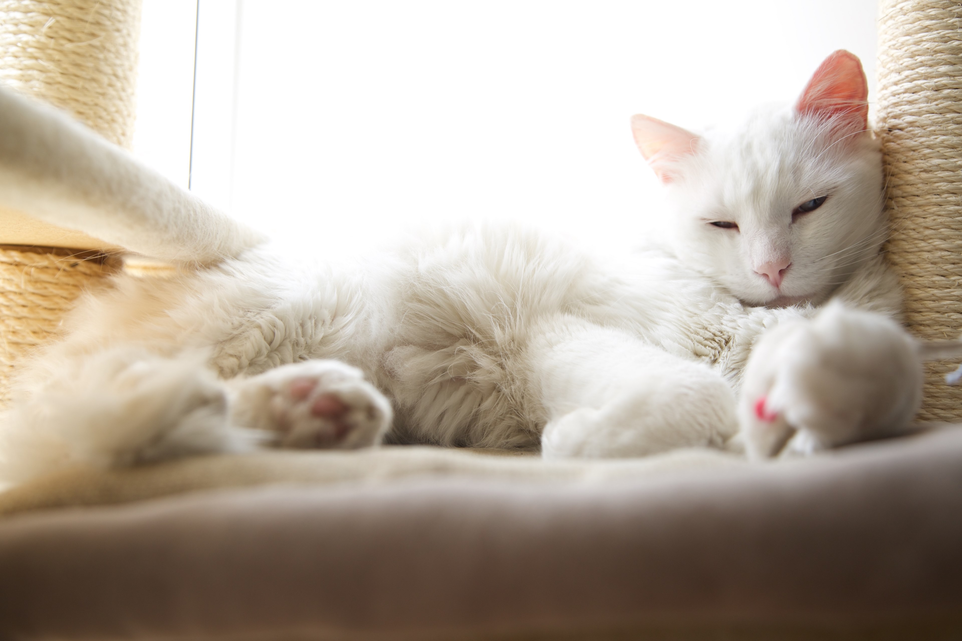 cat pet animal and fur 4k, HD Wallpaper