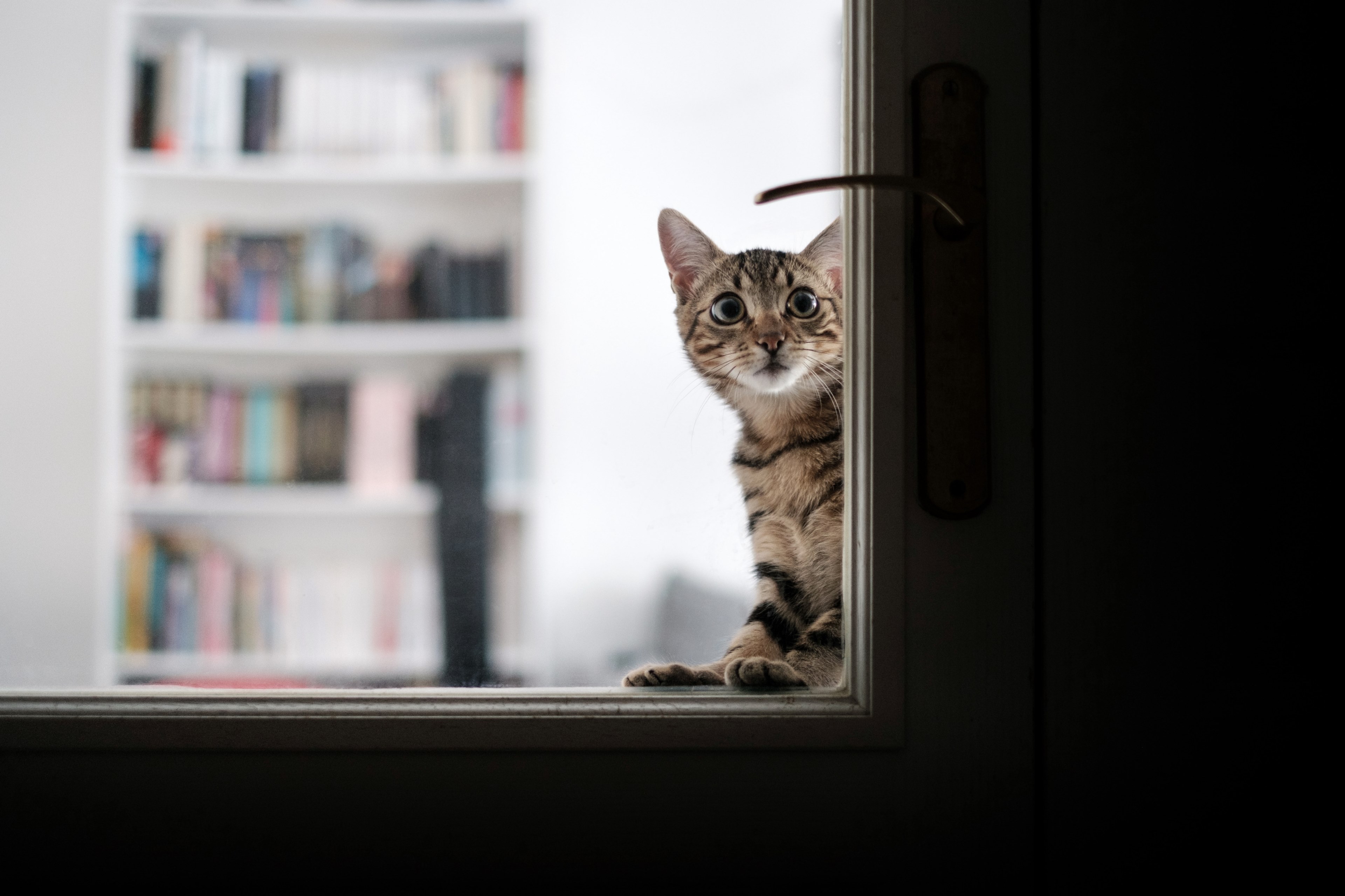 paw claw cat eye and eye 4k, HD Wallpaper