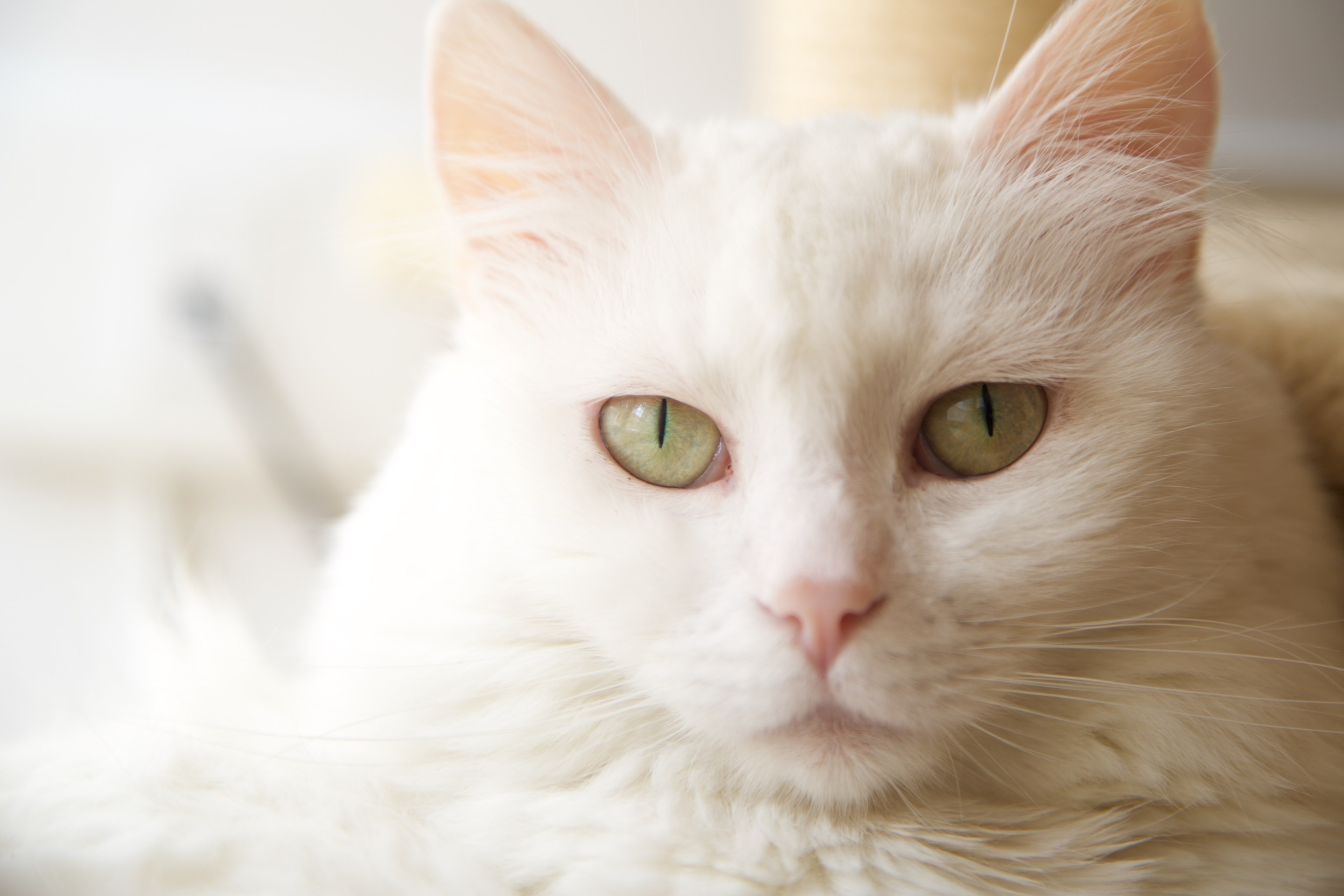 cat pet animal and eye 4k, HD Wallpaper