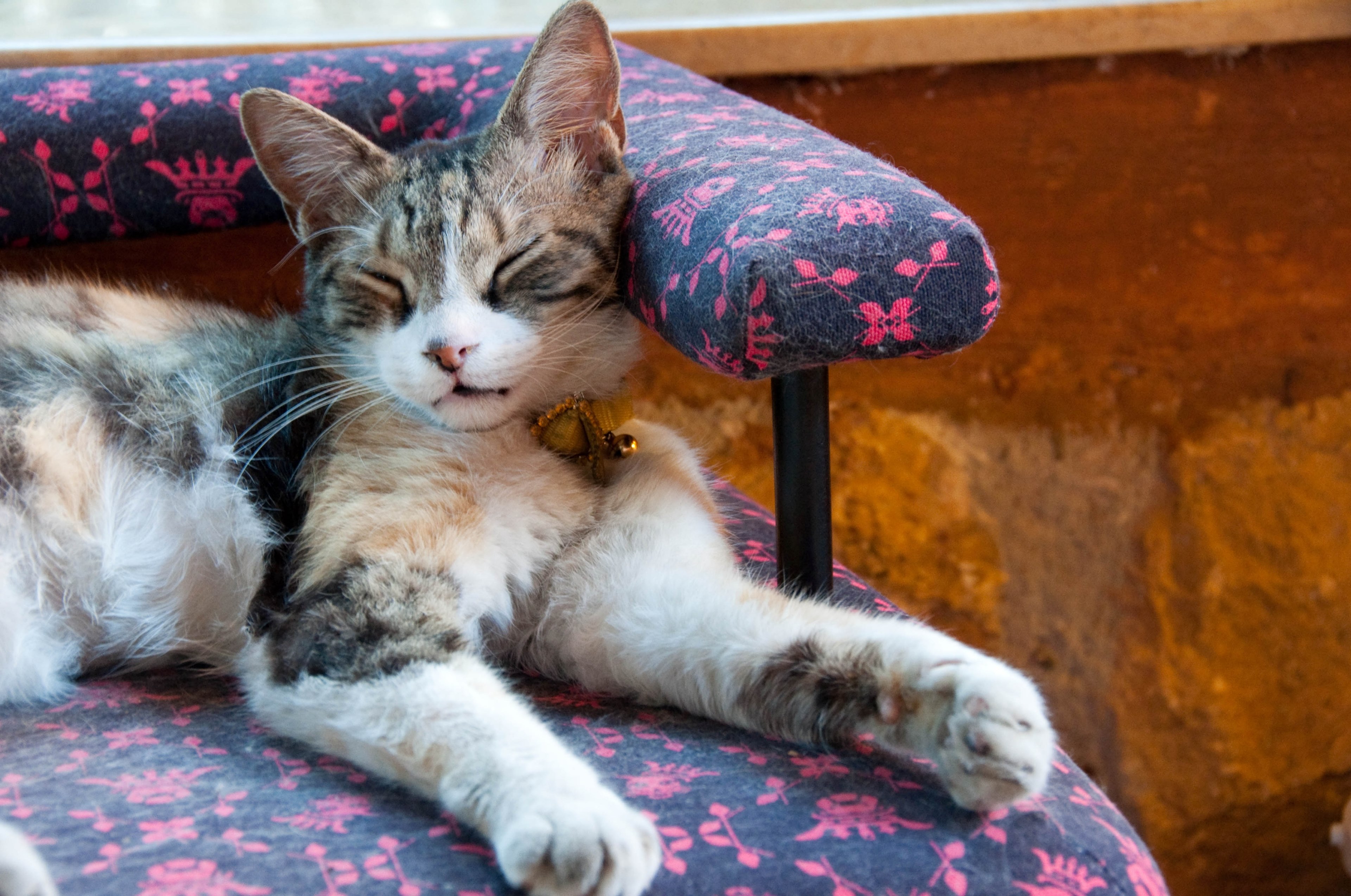 cat nap 4k, HD Wallpaper
